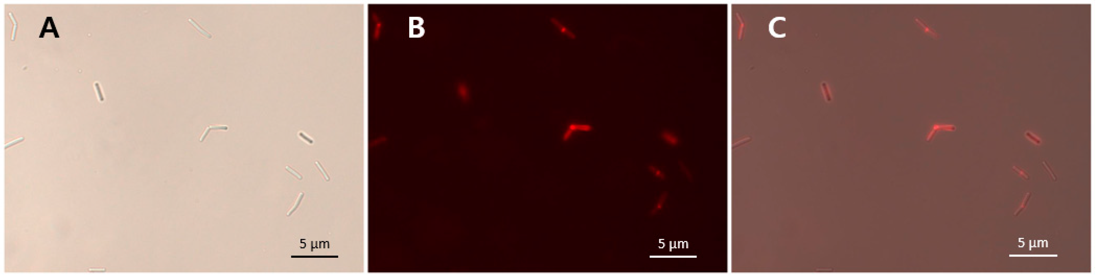 Viruses 10 00251 g005 550