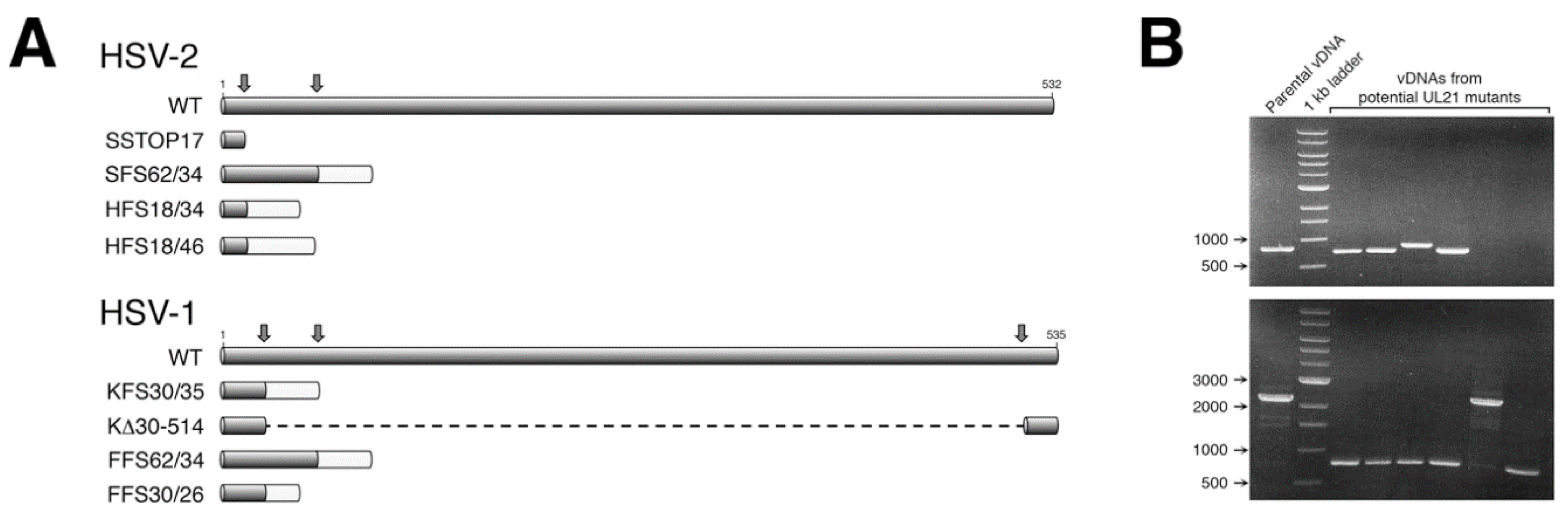 Viruses 10 00258 g001 550