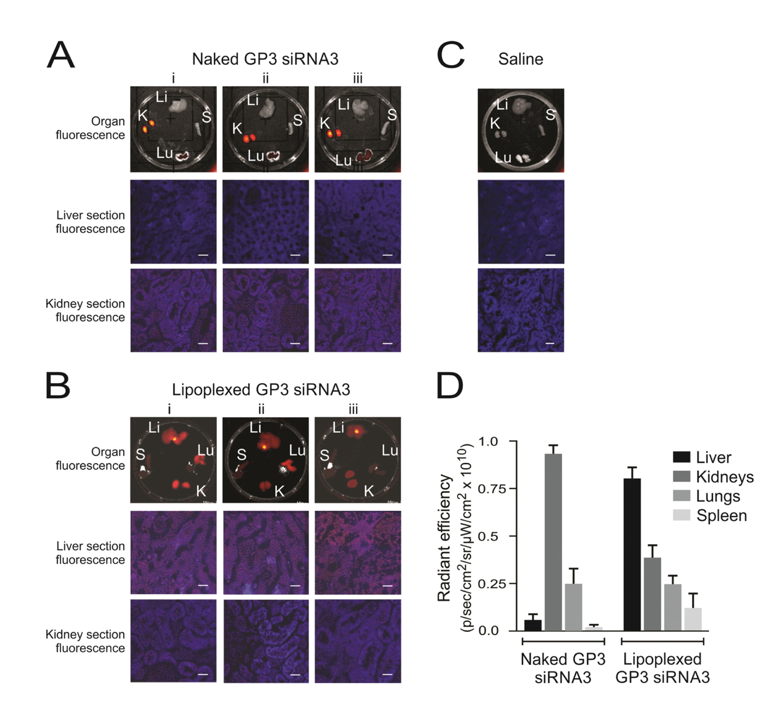Viruses 10 00267 g003