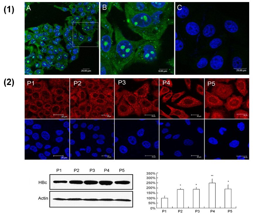 Viruses 10 00267 g004