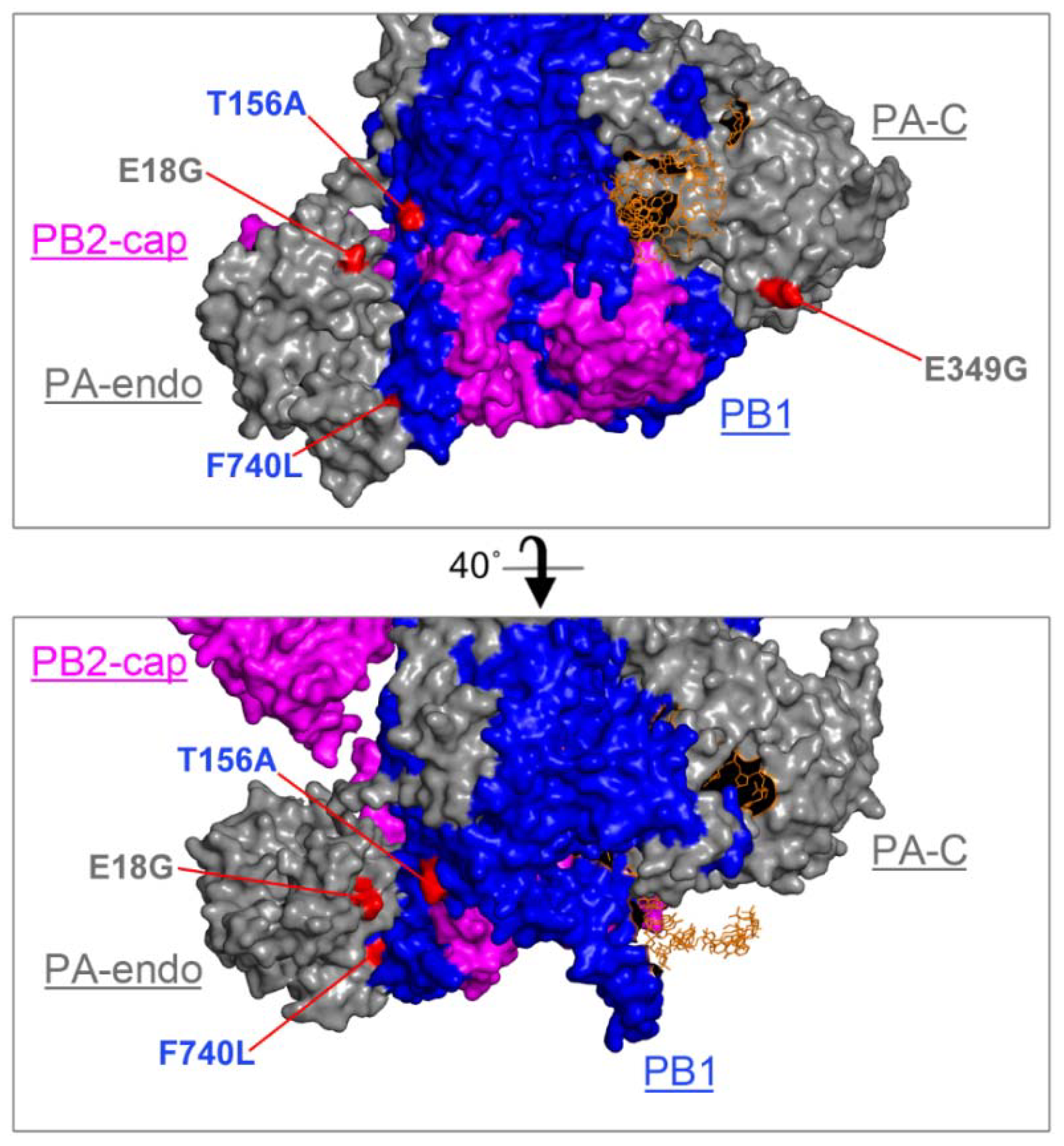Viruses 10 00272 g003