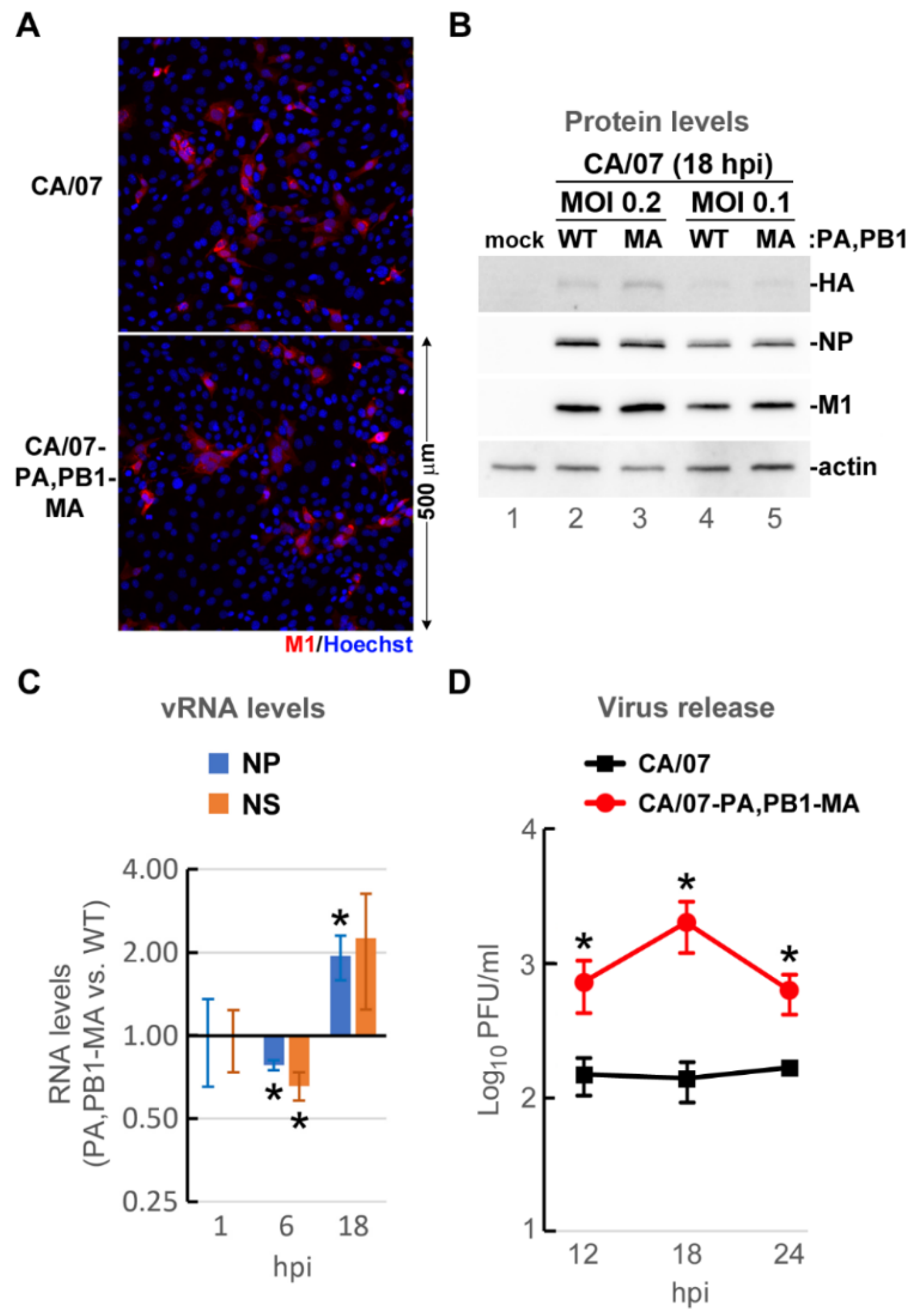 Viruses 10 00272 g005