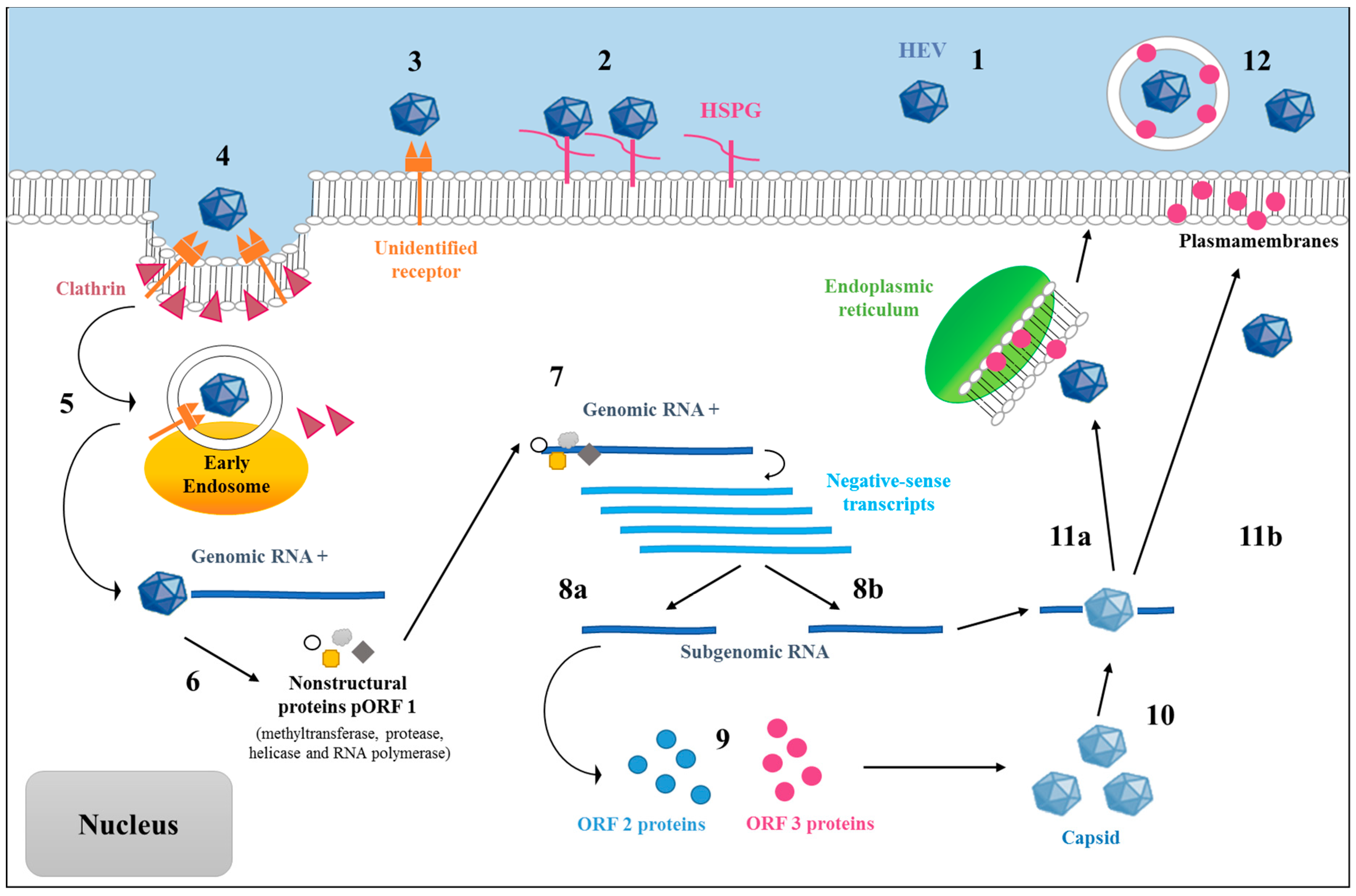 Hepatitis e igm image