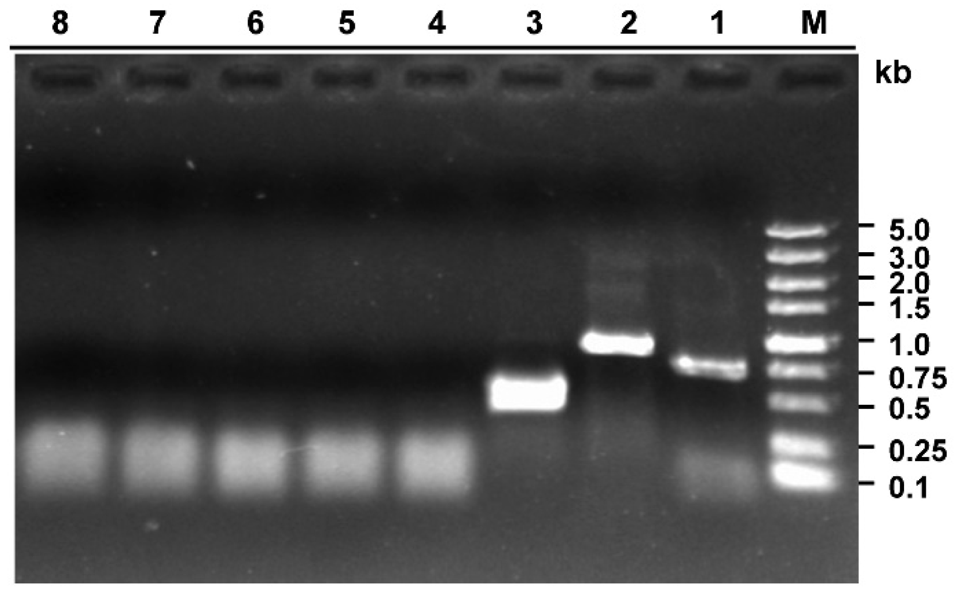 Viruses 10 00295 g002 550