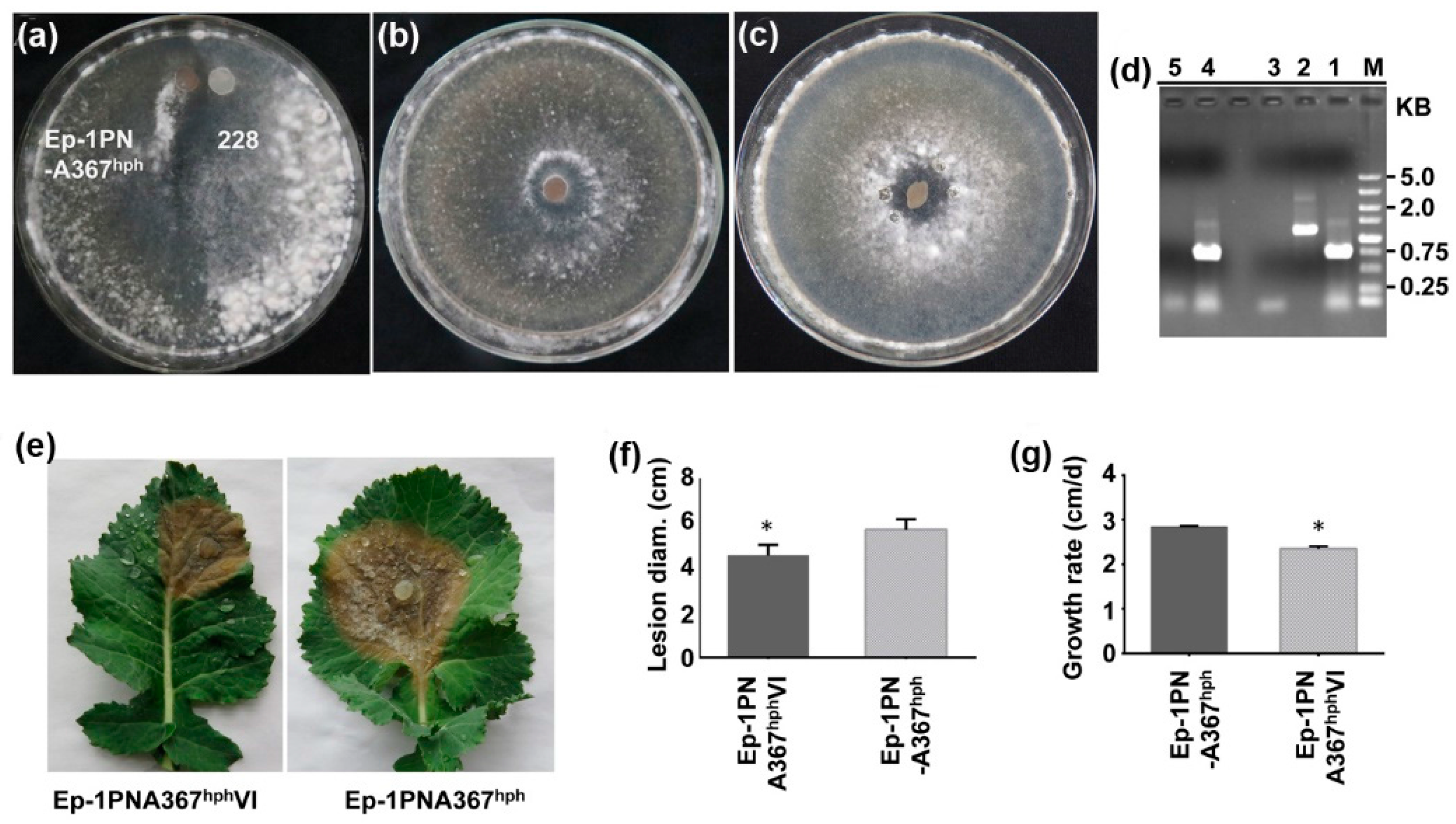 Viruses | Free Full-Text | A Novel Deltaflexivirus that Infects the Plant Fungal ...
