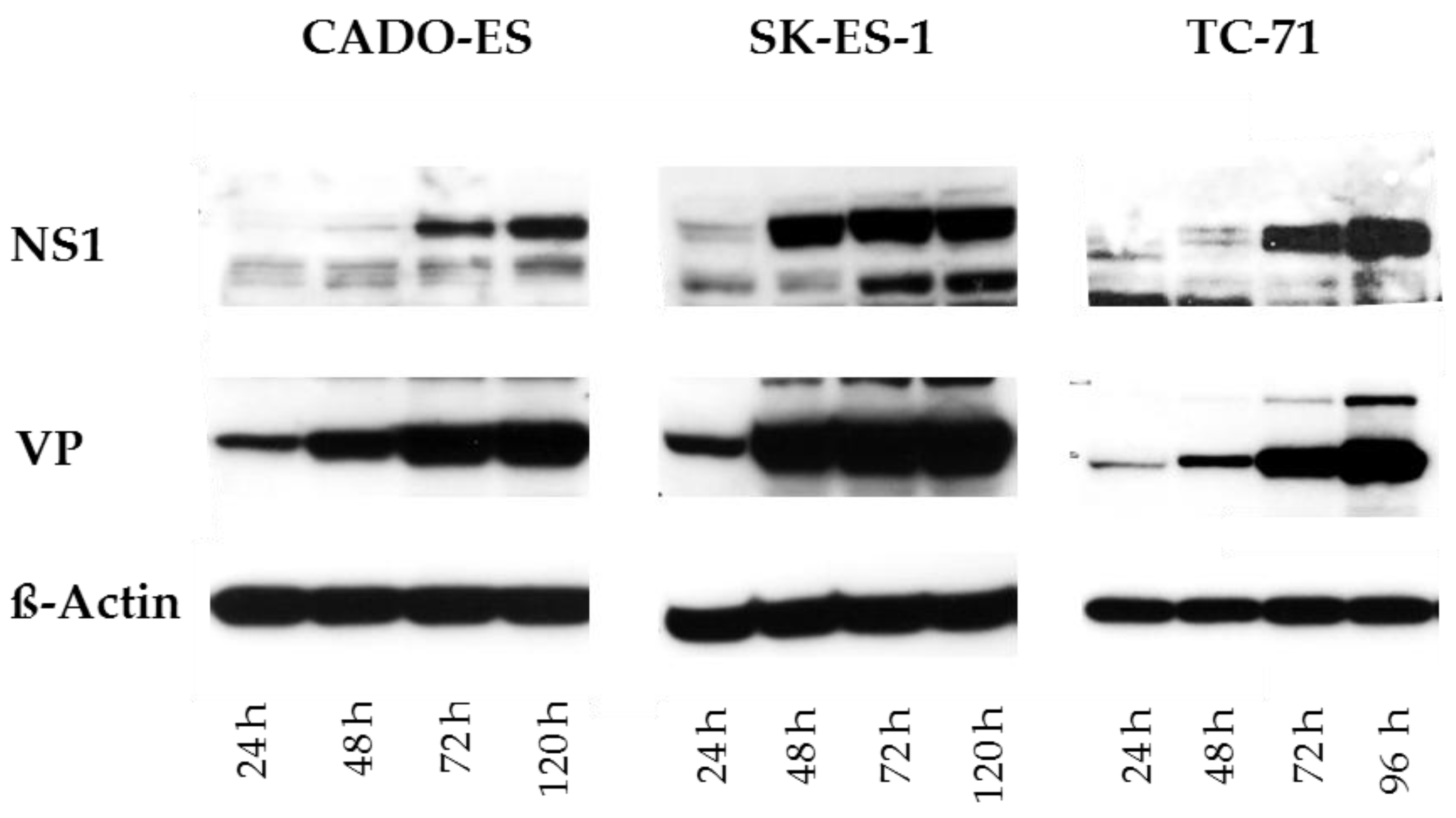 Viruses 10 00302 g001 Viruses 10 00302 g001