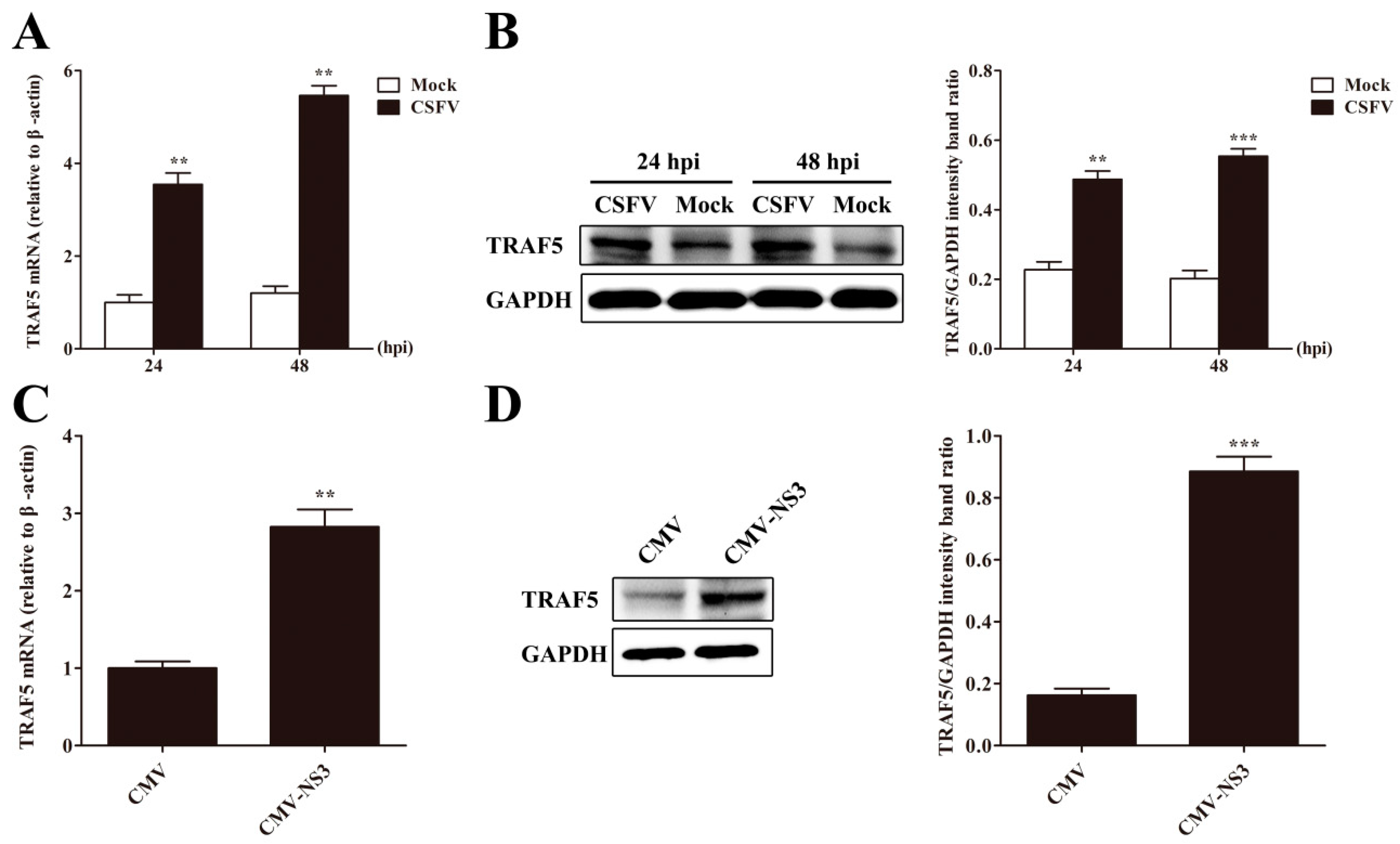 Viruses 10 00305 g003 Viruses 10 00305 g003