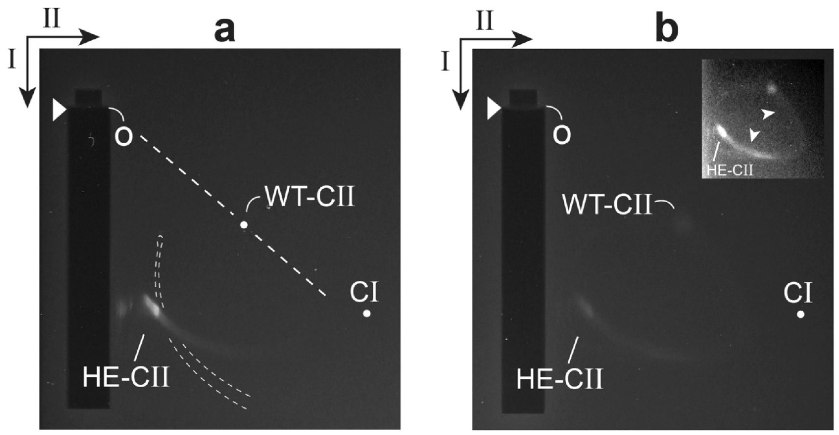 Viruses 10 00307 g003