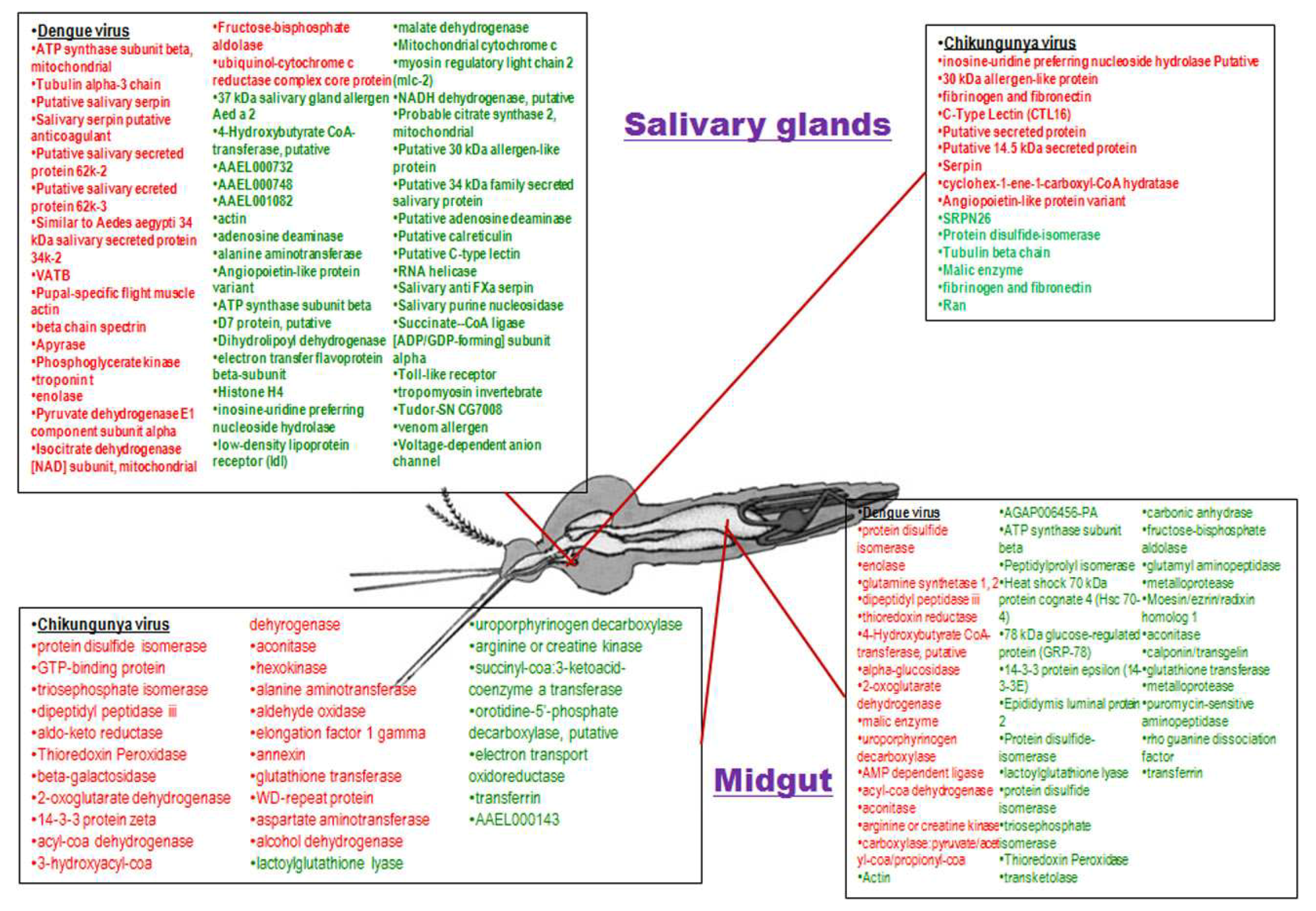 Viruses 10 00314 g005