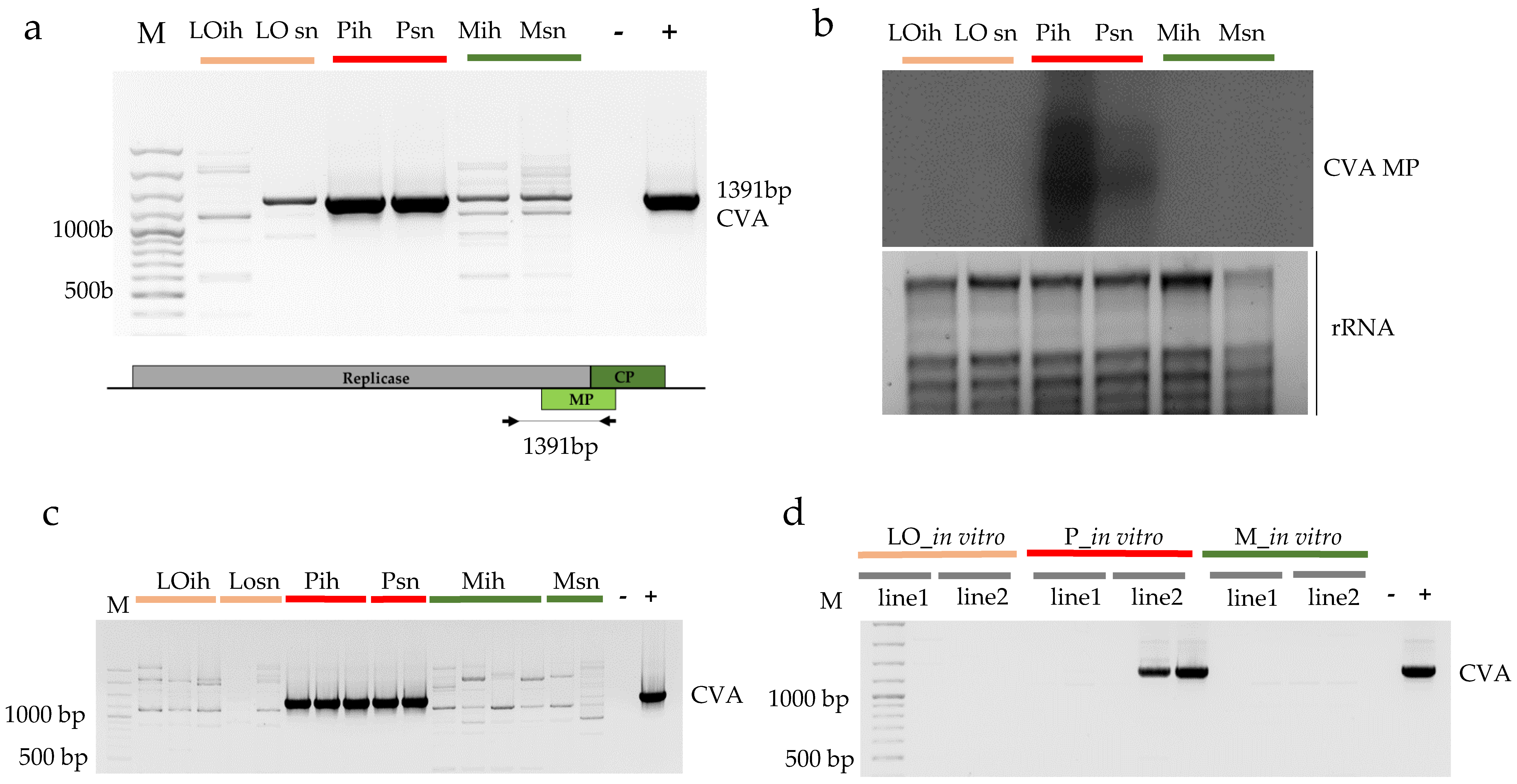Viruses 10 00318 g001 Viruses 10 00318 g001