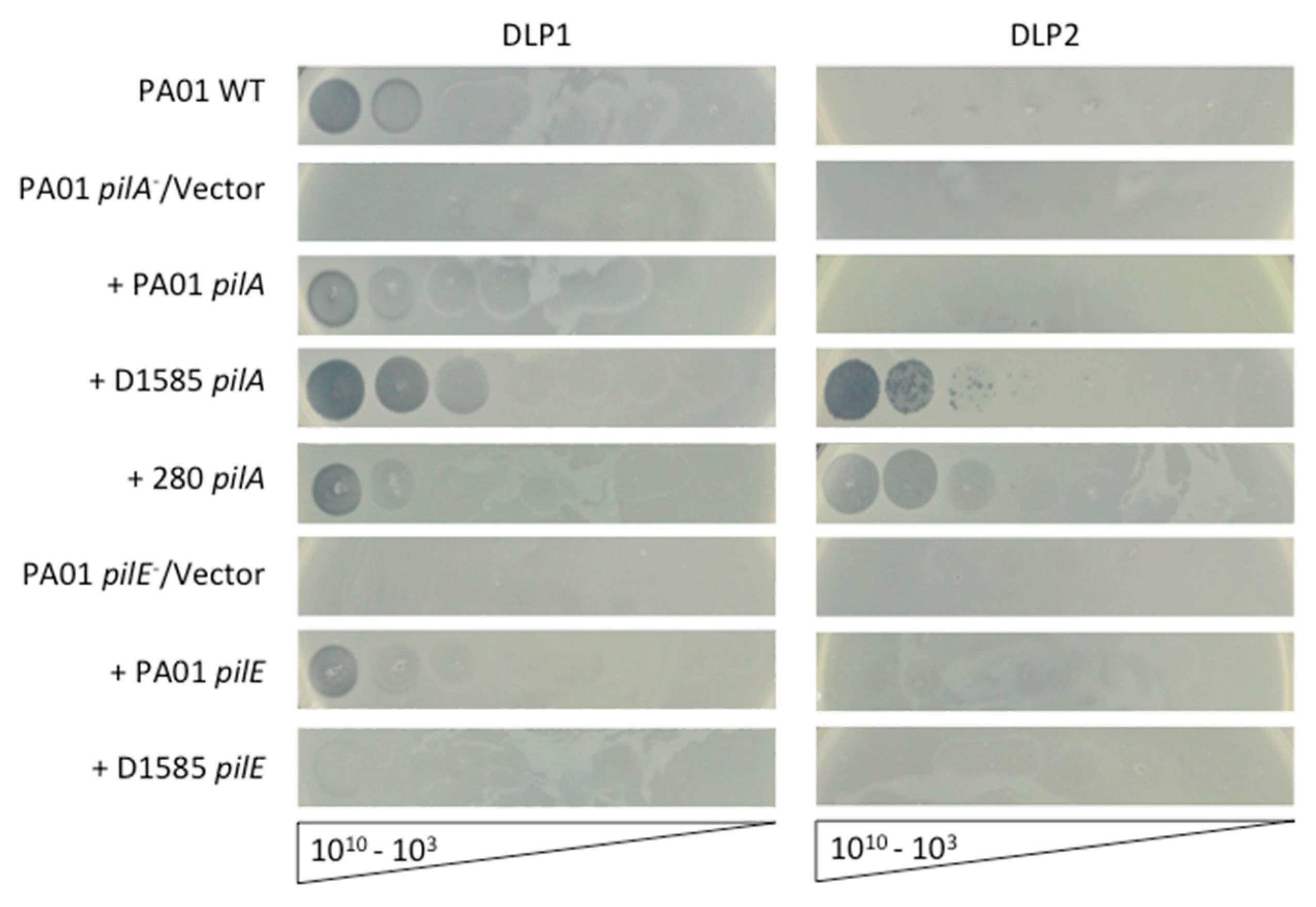 Viruses 10 00338 g001 Viruses 10 00338 g001