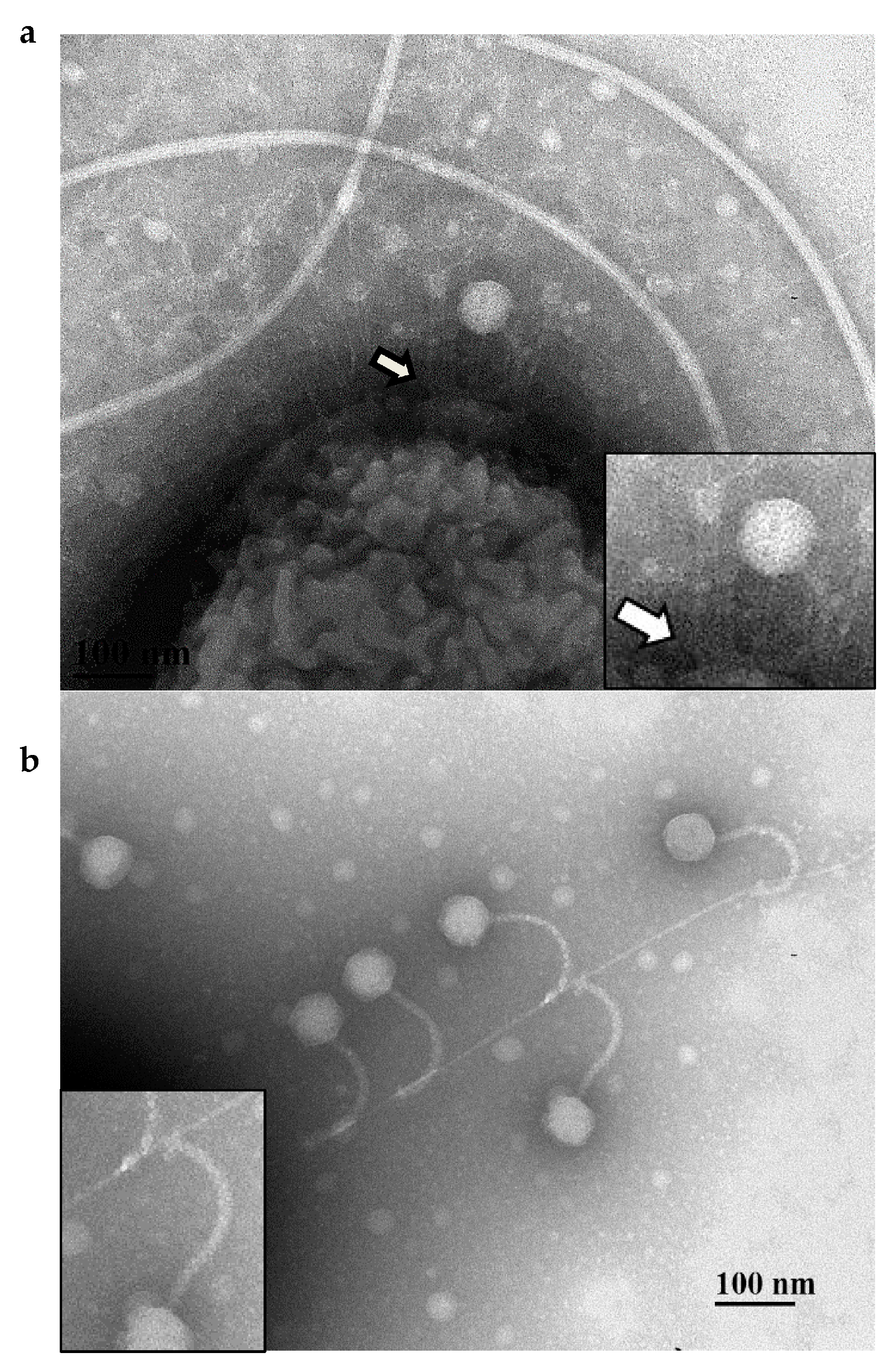 Viruses 10 00338 g002 Viruses 10 00338 g002