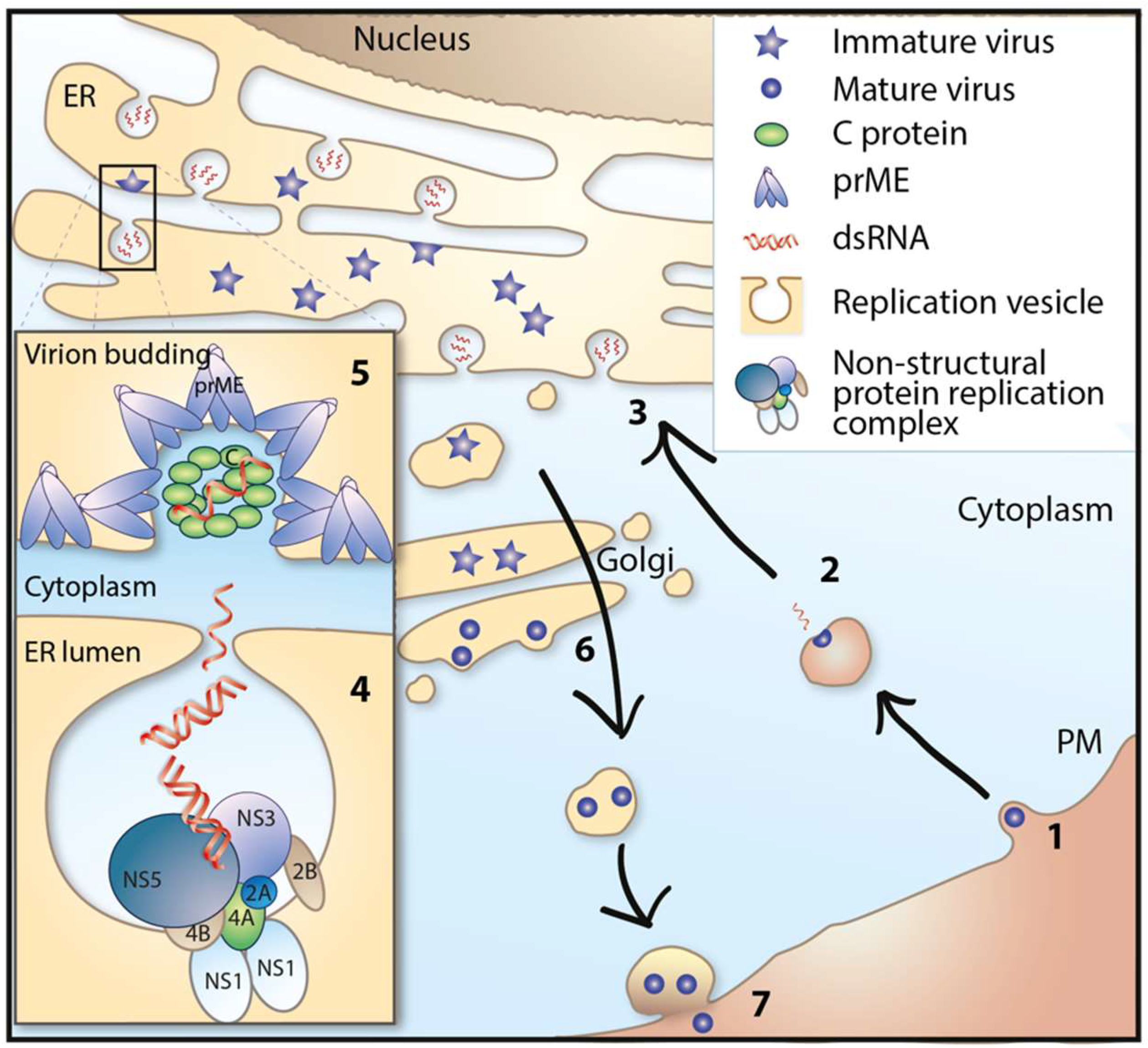 Viruses 10 00340 g002 Viruses 10 00340 g002