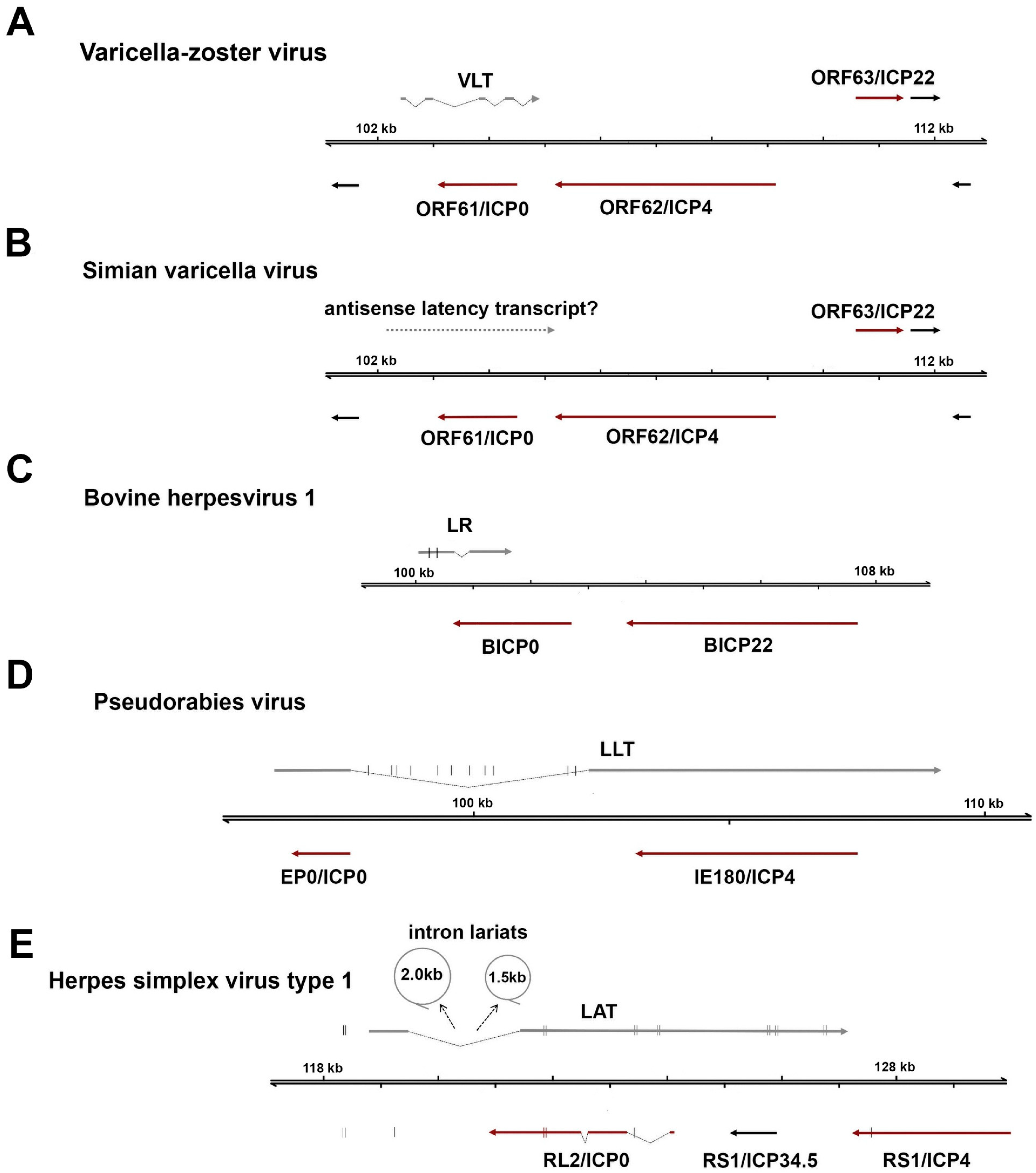 Viruses 10 00349 g003 Viruses 10 00349 g003
