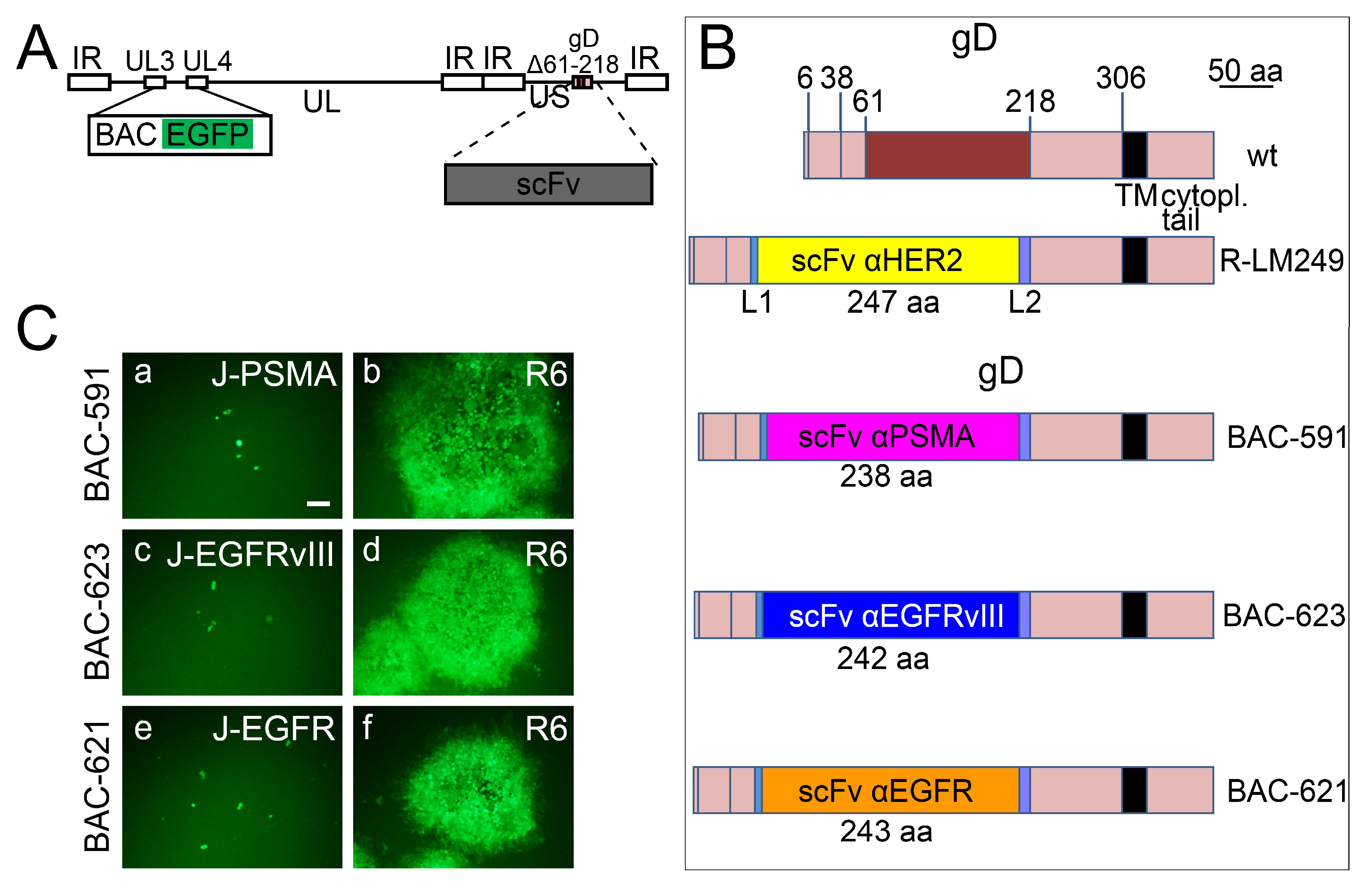 Viruses 10 00352 g005
