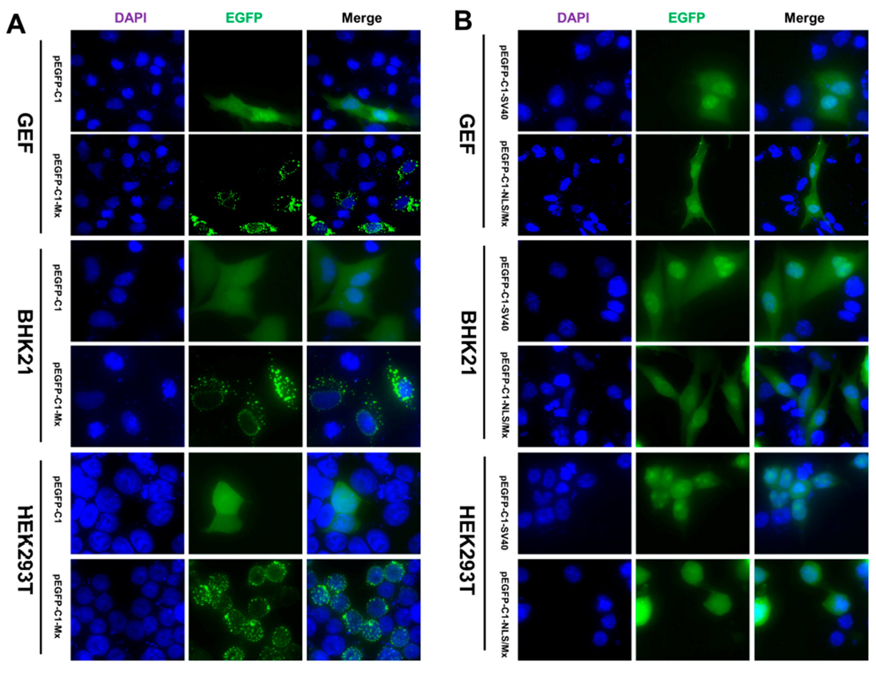 Viruses 10 00361 g003 Viruses 10 00361 g003