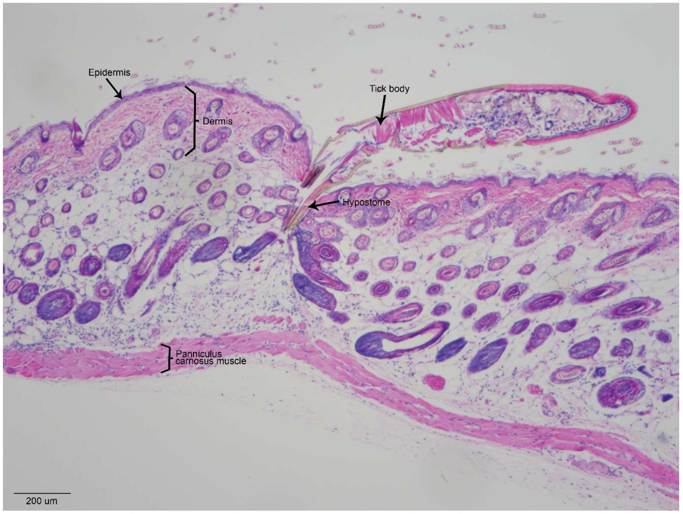 Viruses 10 00362 g003 550