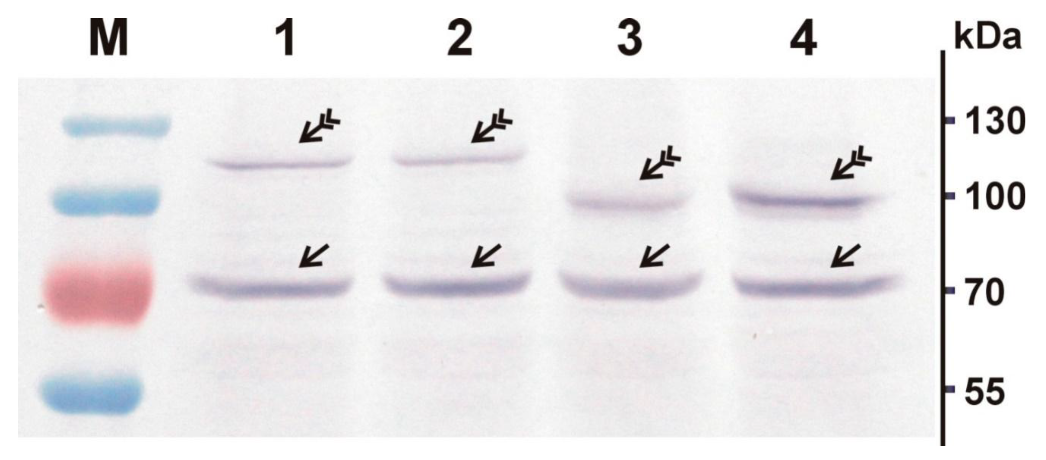 Viruses 10 00370 g002 Viruses 10 00370 g002