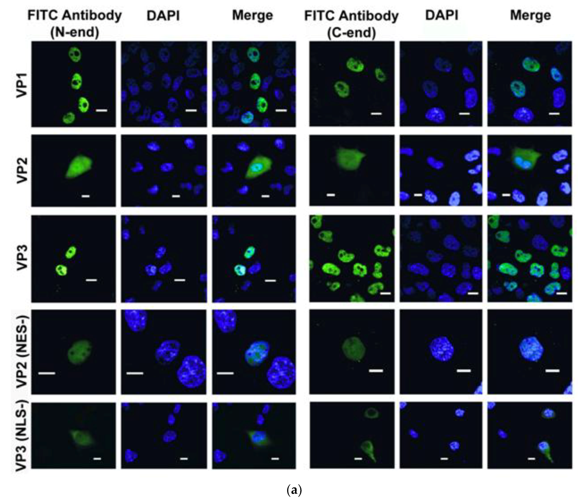 Viruses 10 00370 g003a Viruses 10 00370 g003a