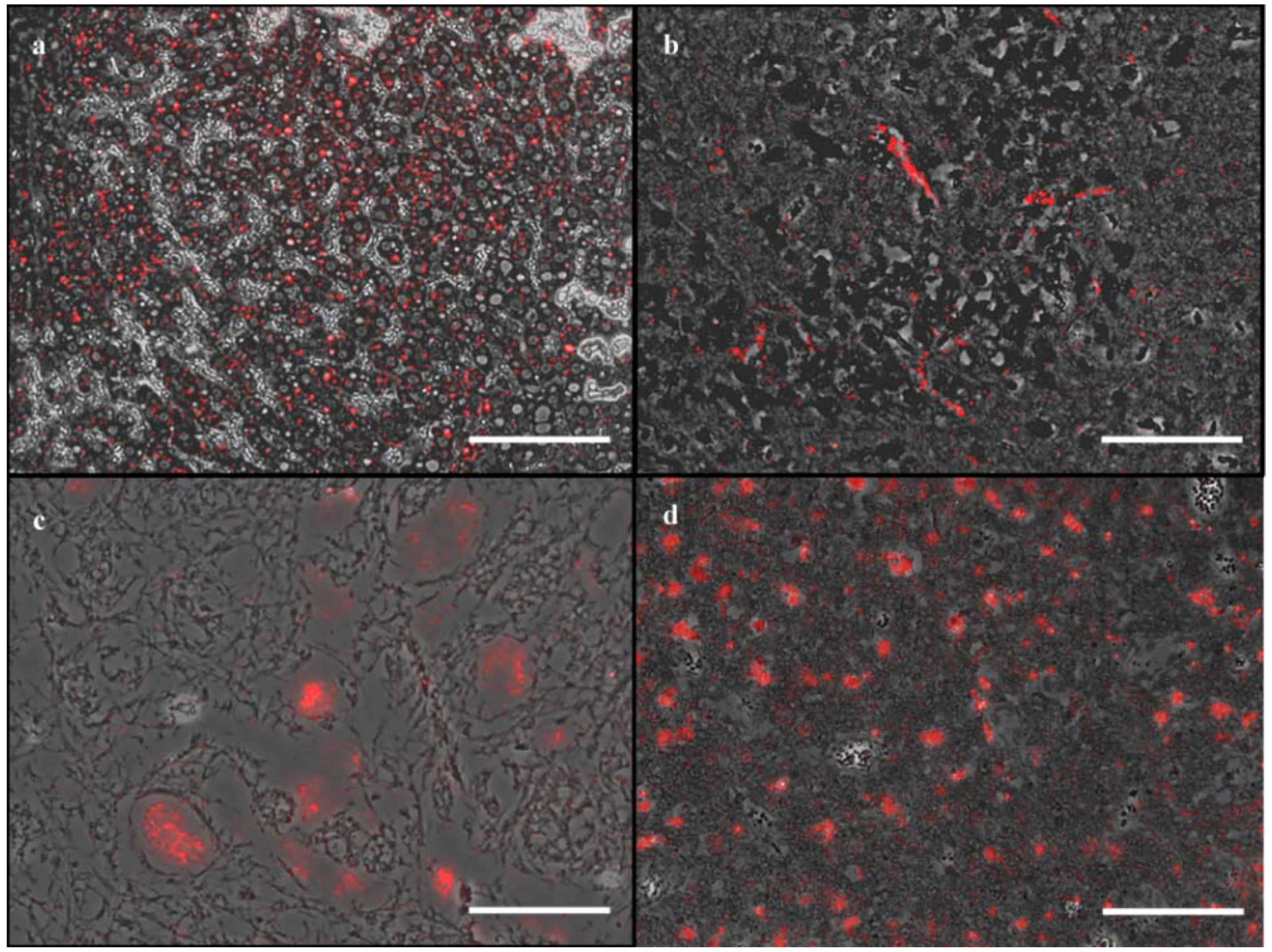 Viruses 10 00384 g002