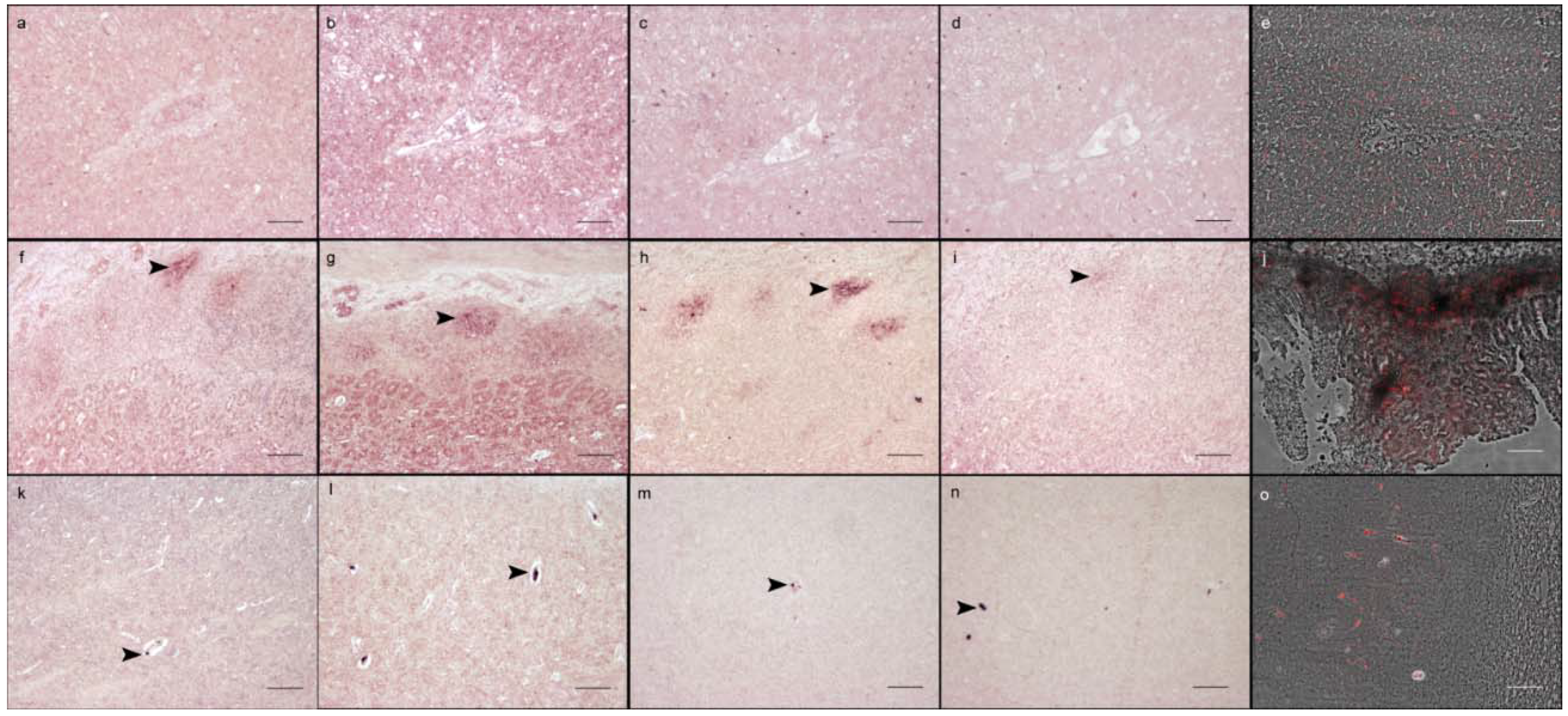 Viruses 10 00384 g003