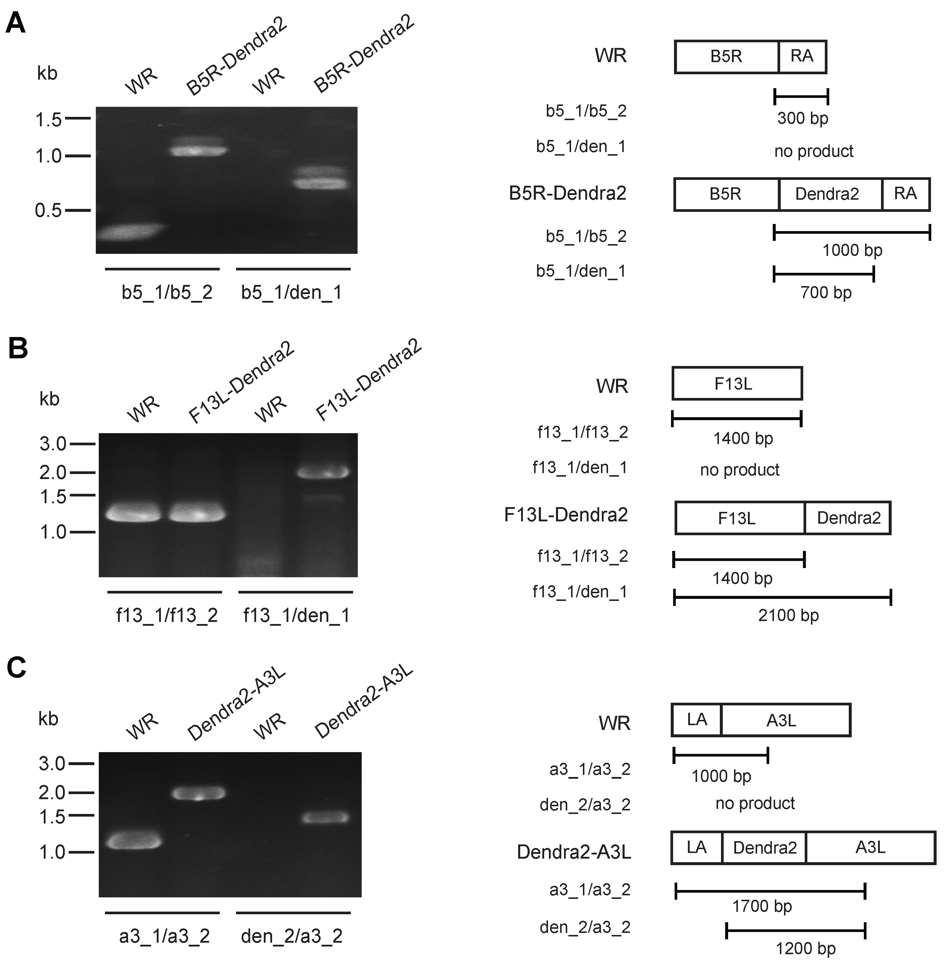 Viruses 10 00390 g001
