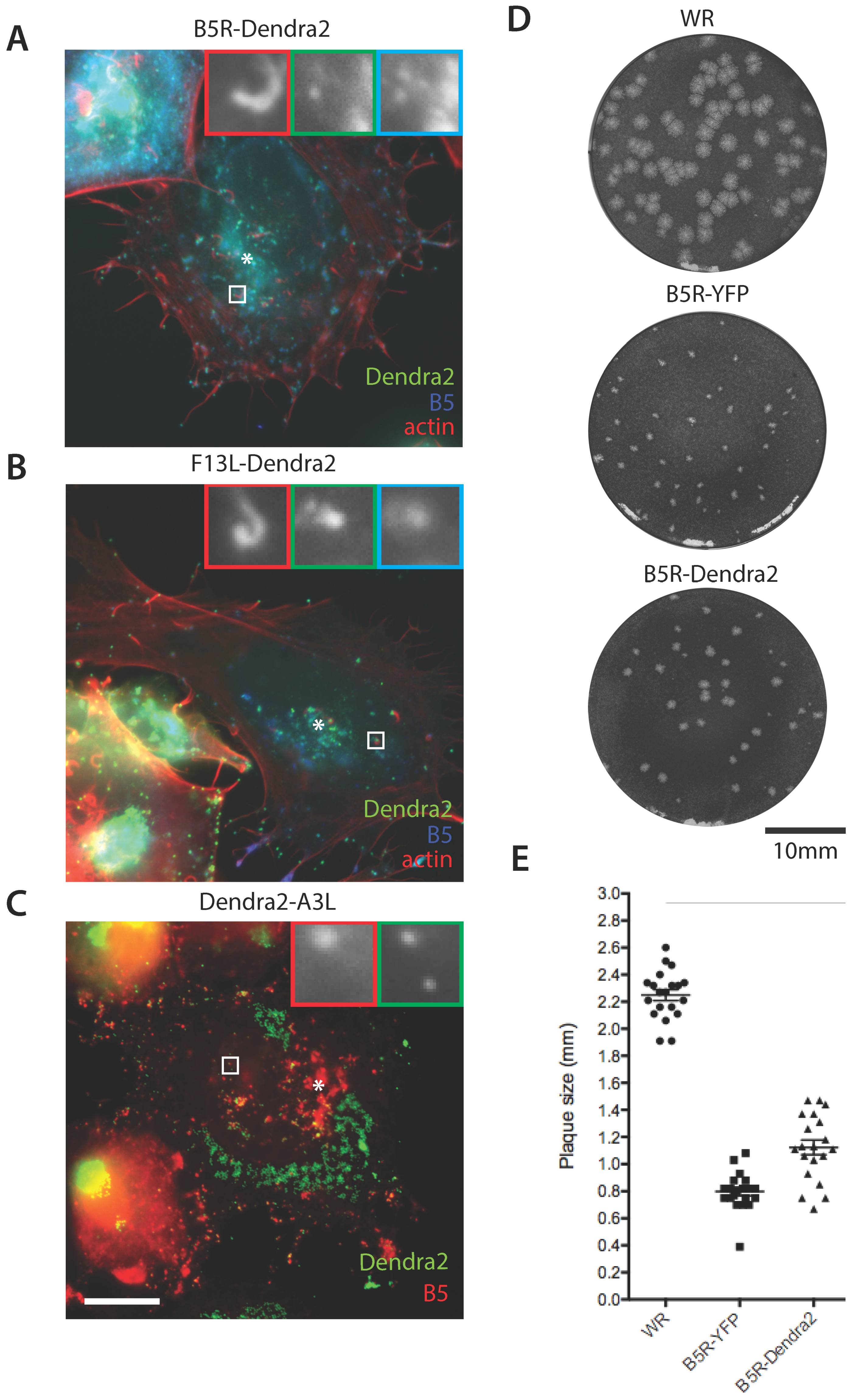 Viruses 10 00390 g002