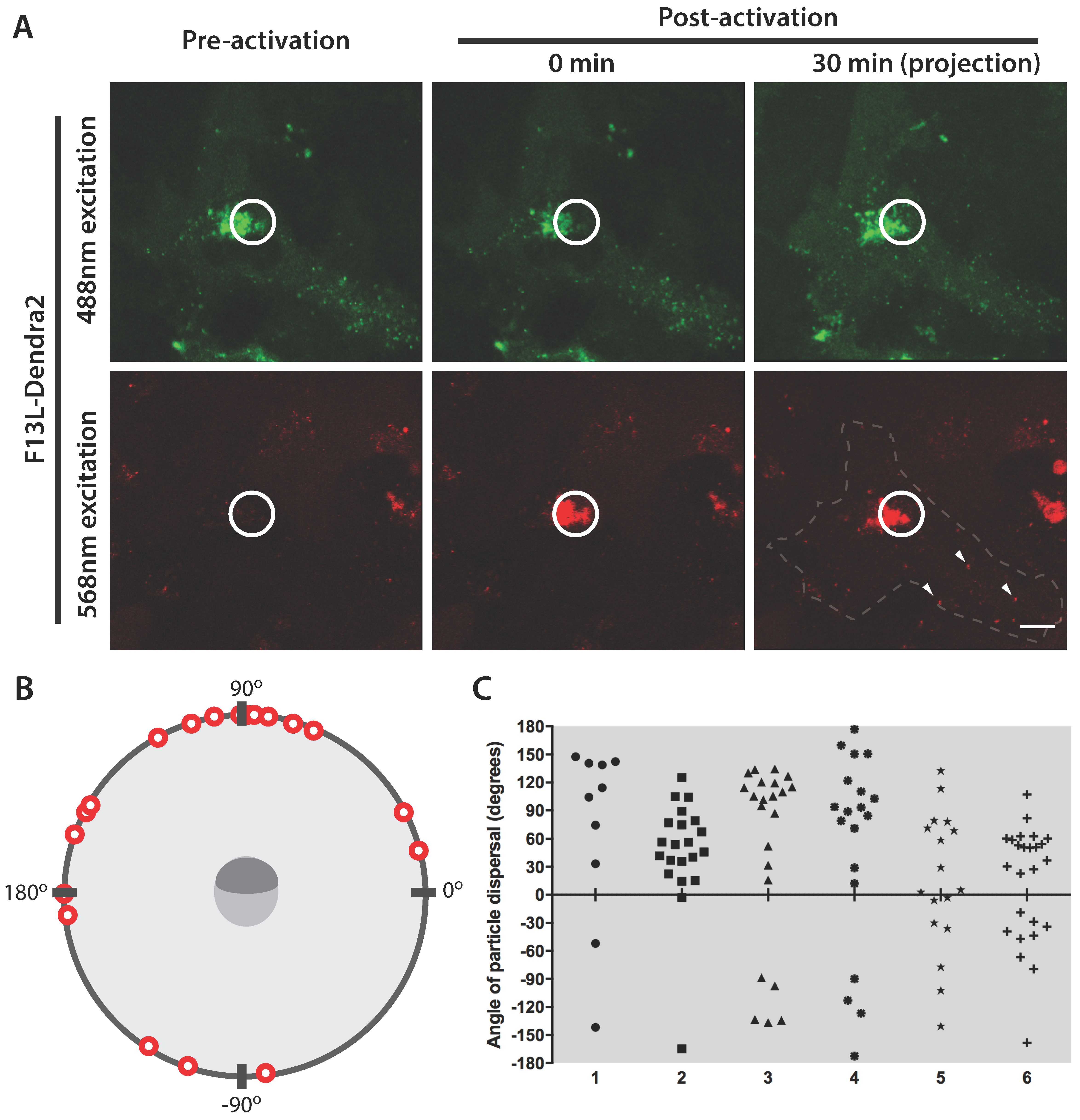 Viruses 10 00390 g005