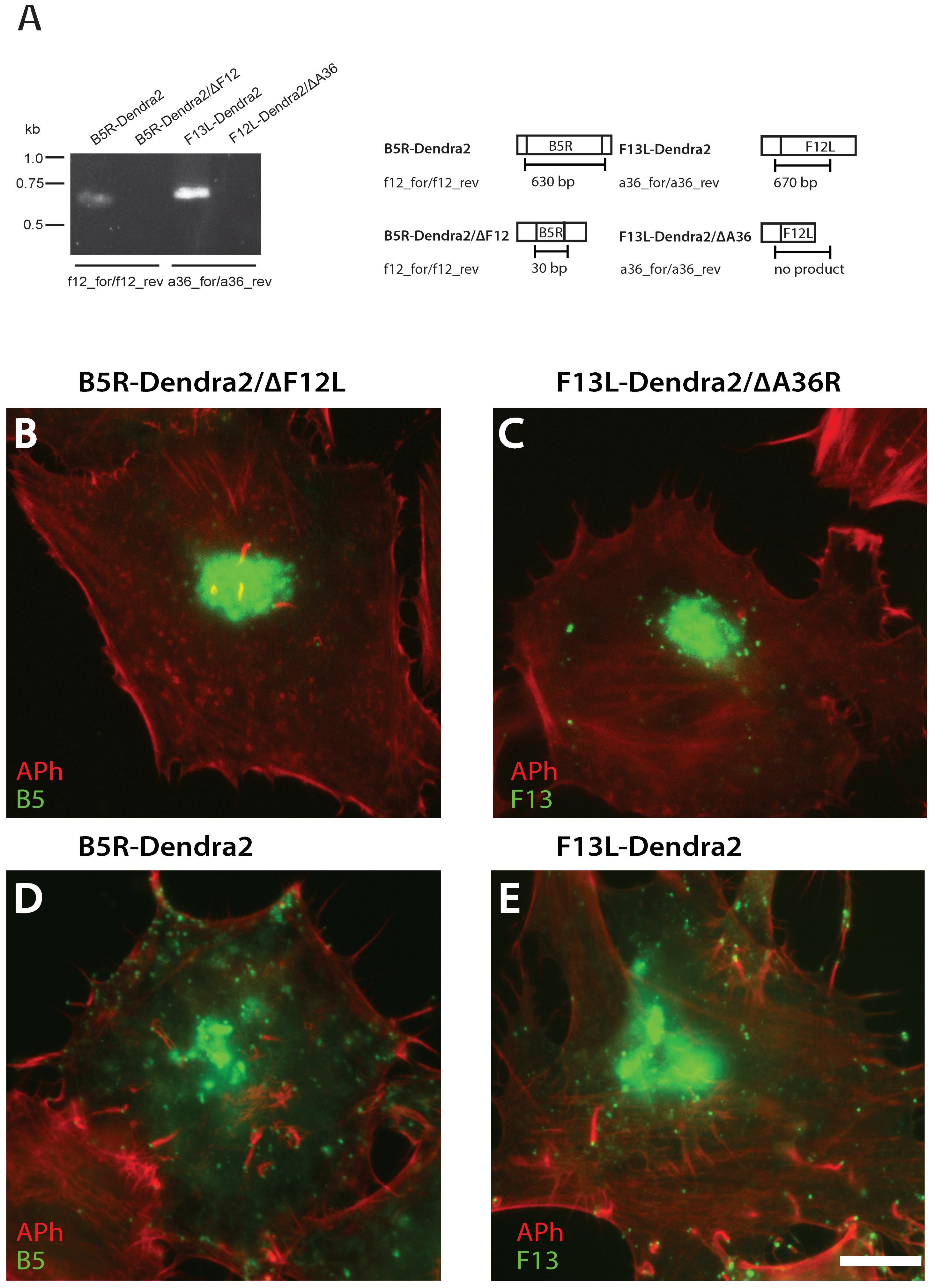 Viruses 10 00390 g006