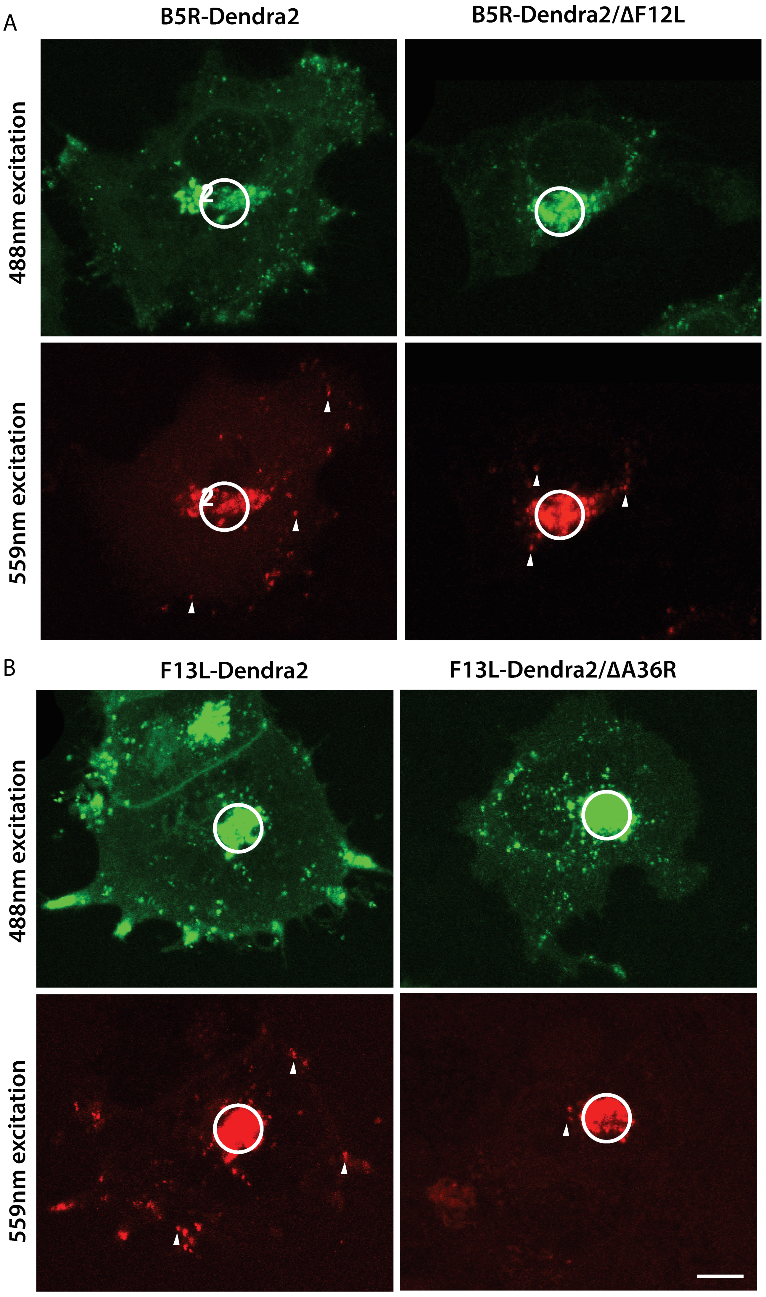 Viruses 10 00390 g007