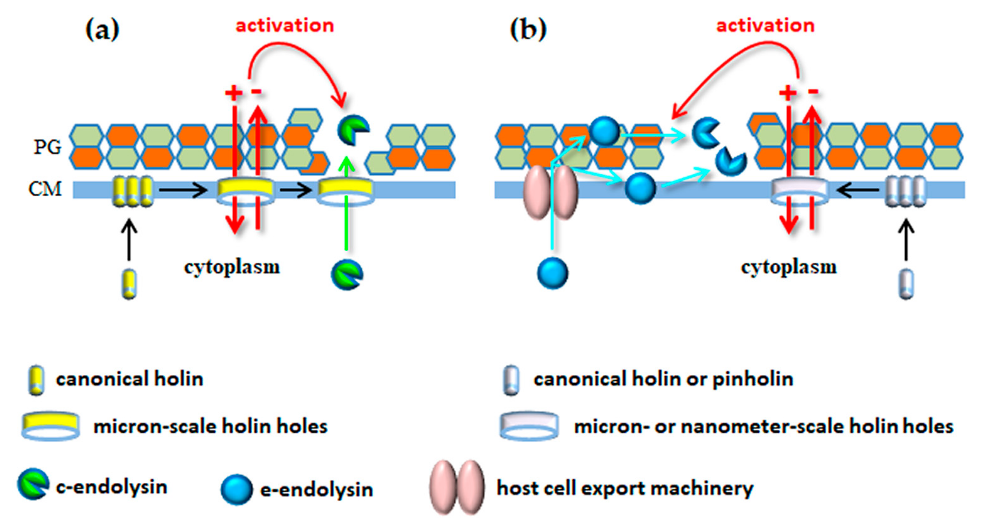 Viruses 10 00396 g004 Viruses 10 00396 g004