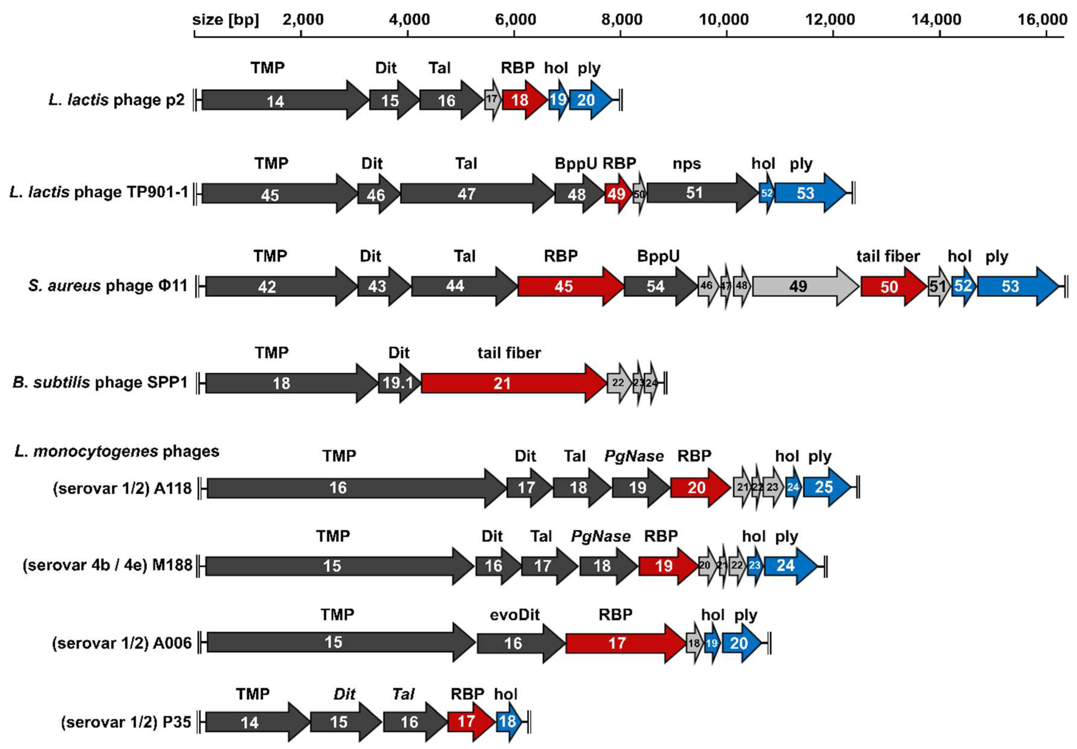 Viruses 10 00397 g002 Viruses 10 00397 g002