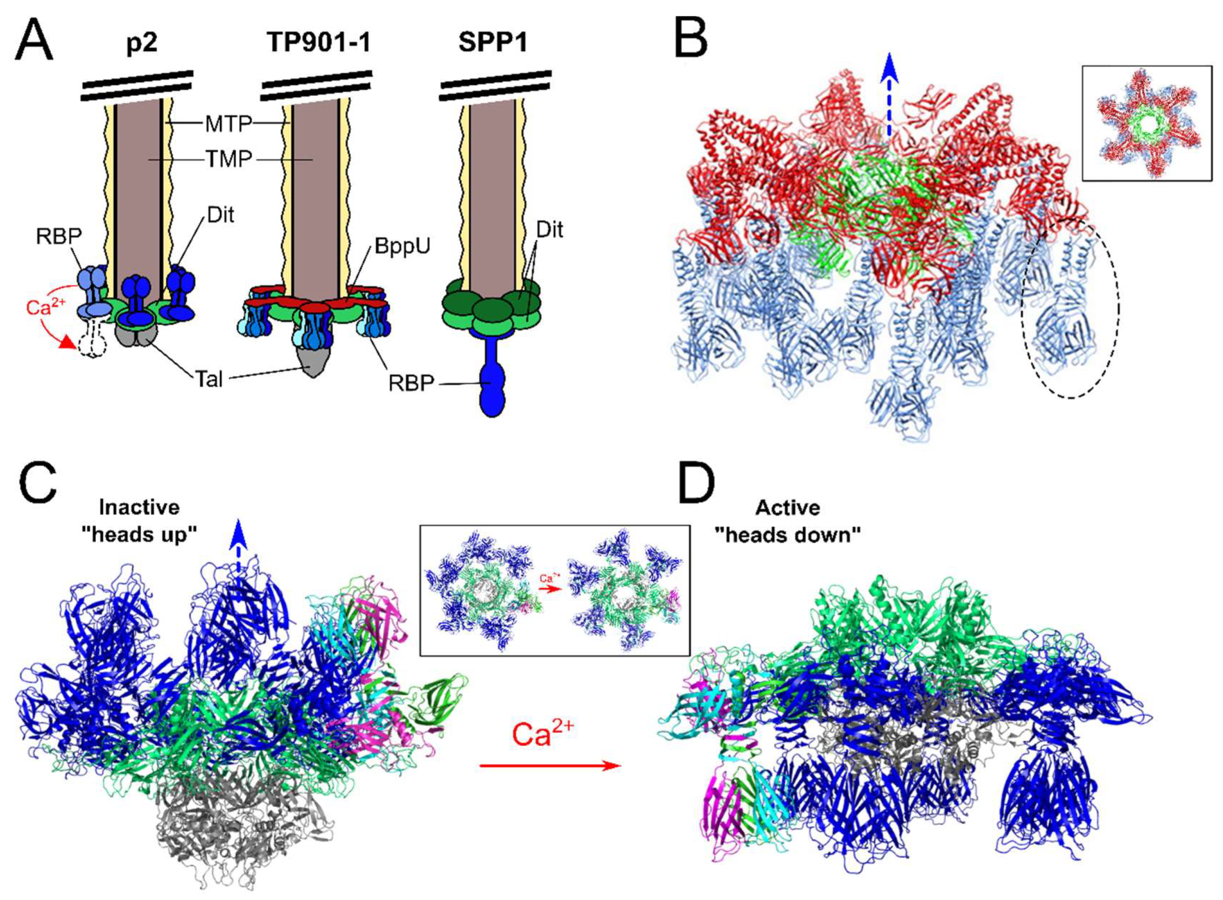 Viruses 10 00397 g004 Viruses 10 00397 g004
