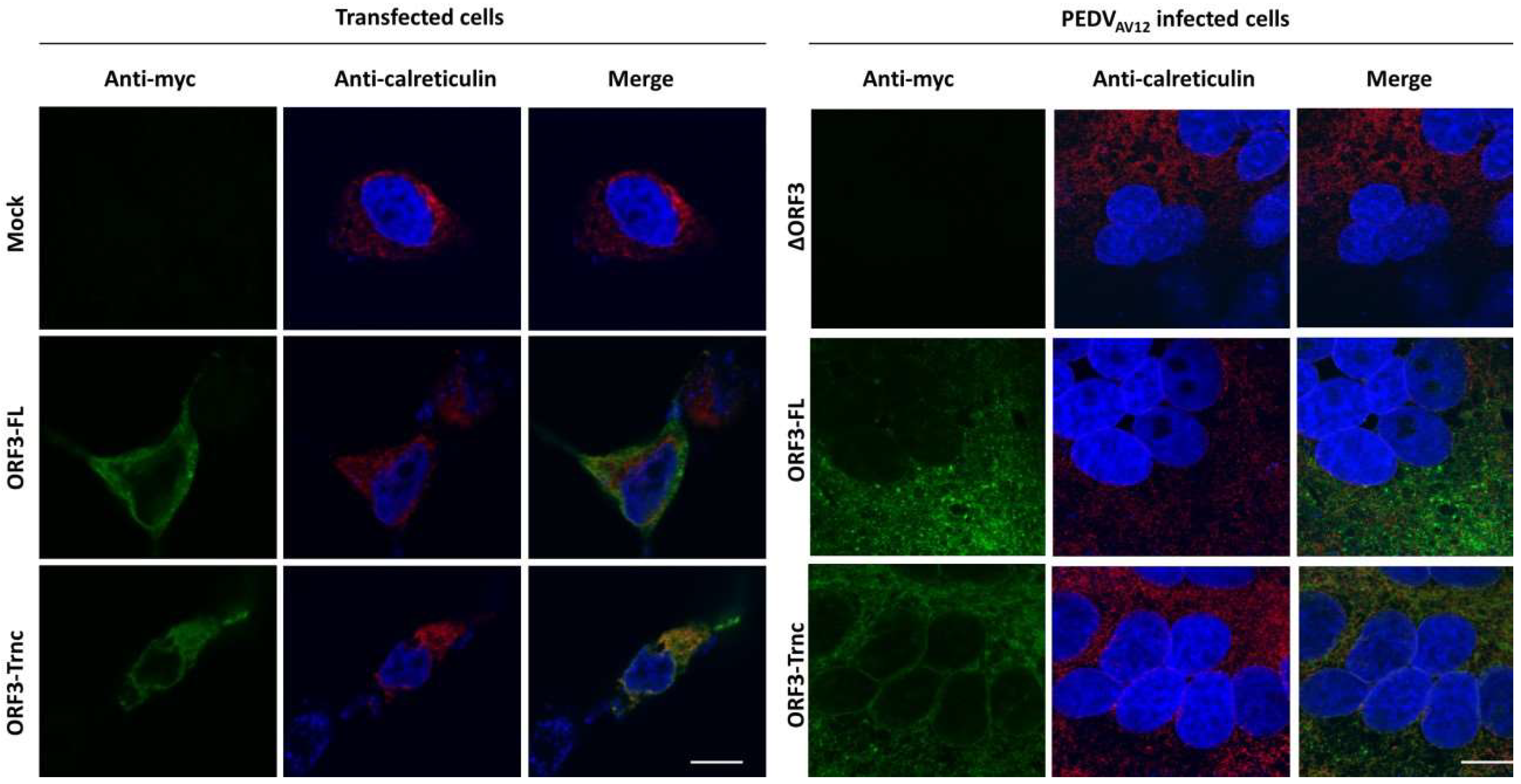 Viruses 10 00399 g003