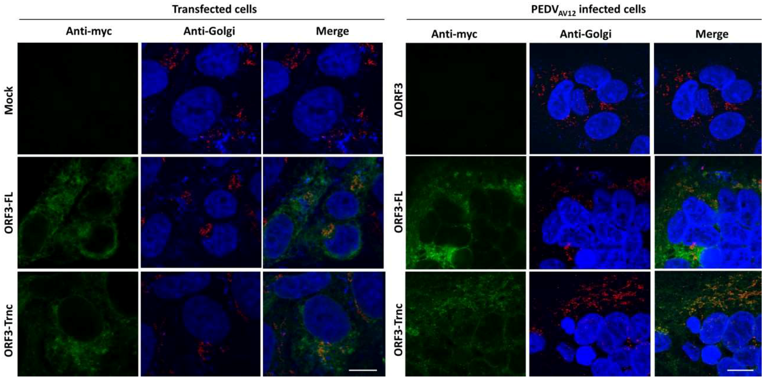 Viruses 10 00399 g004