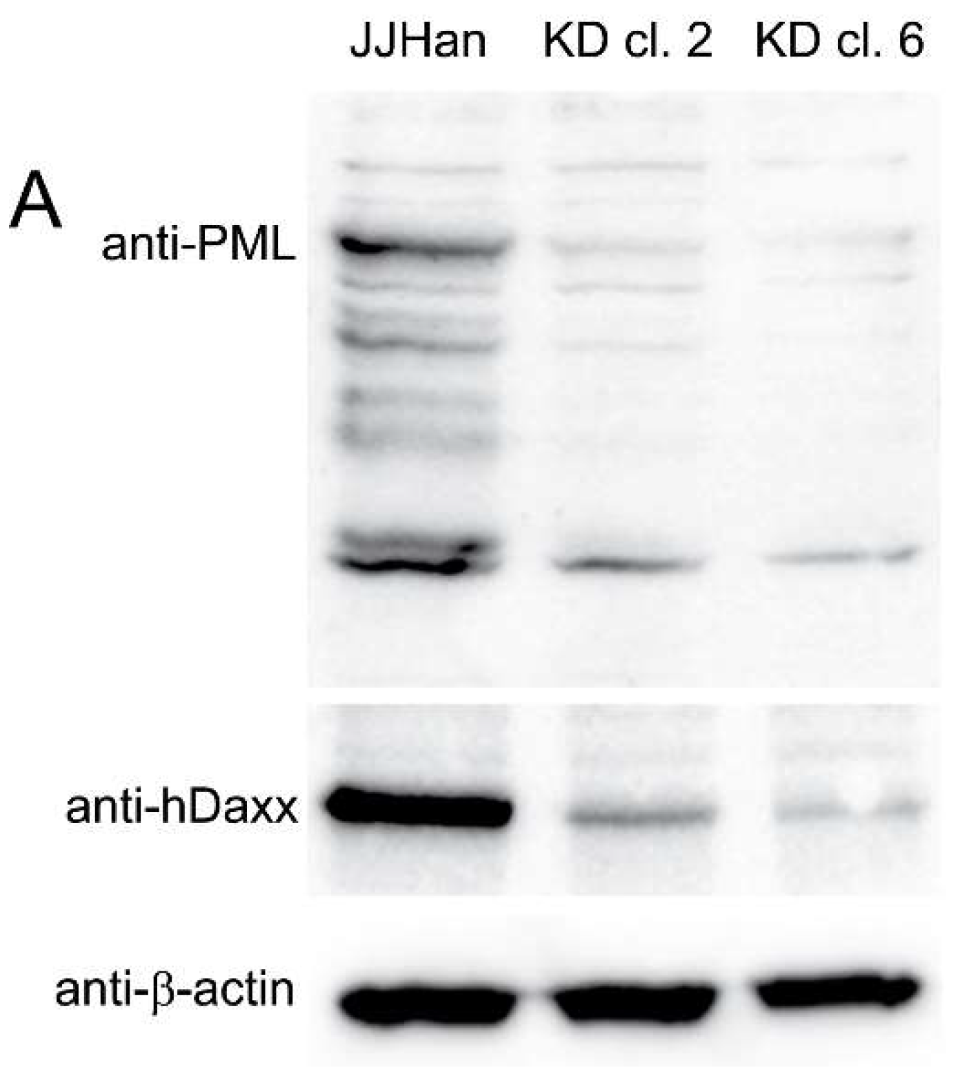 Viruses 10 00401 g002a Viruses 10 00401 g002a