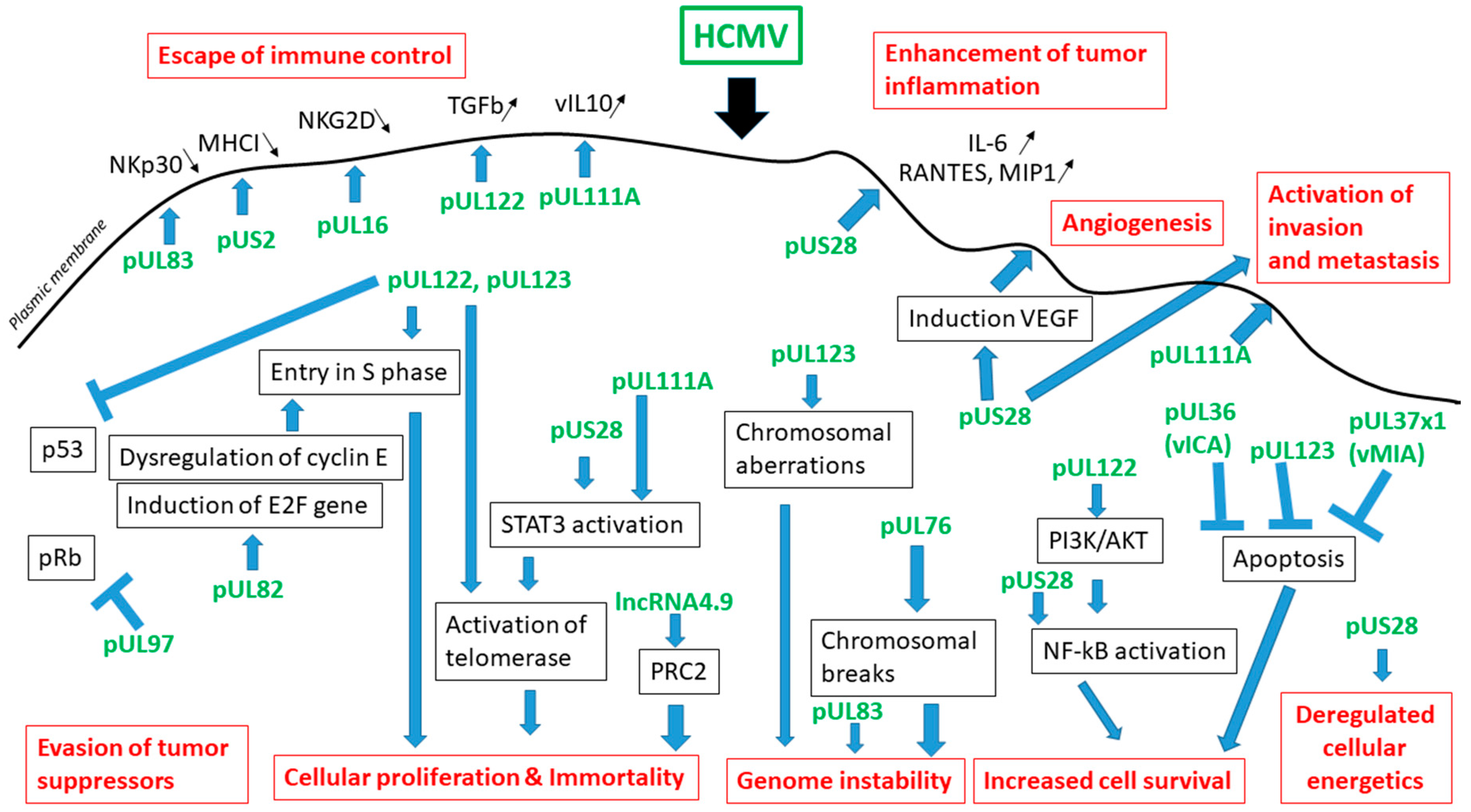 Viruses 10 00408 g002 Viruses 10 00408 g002