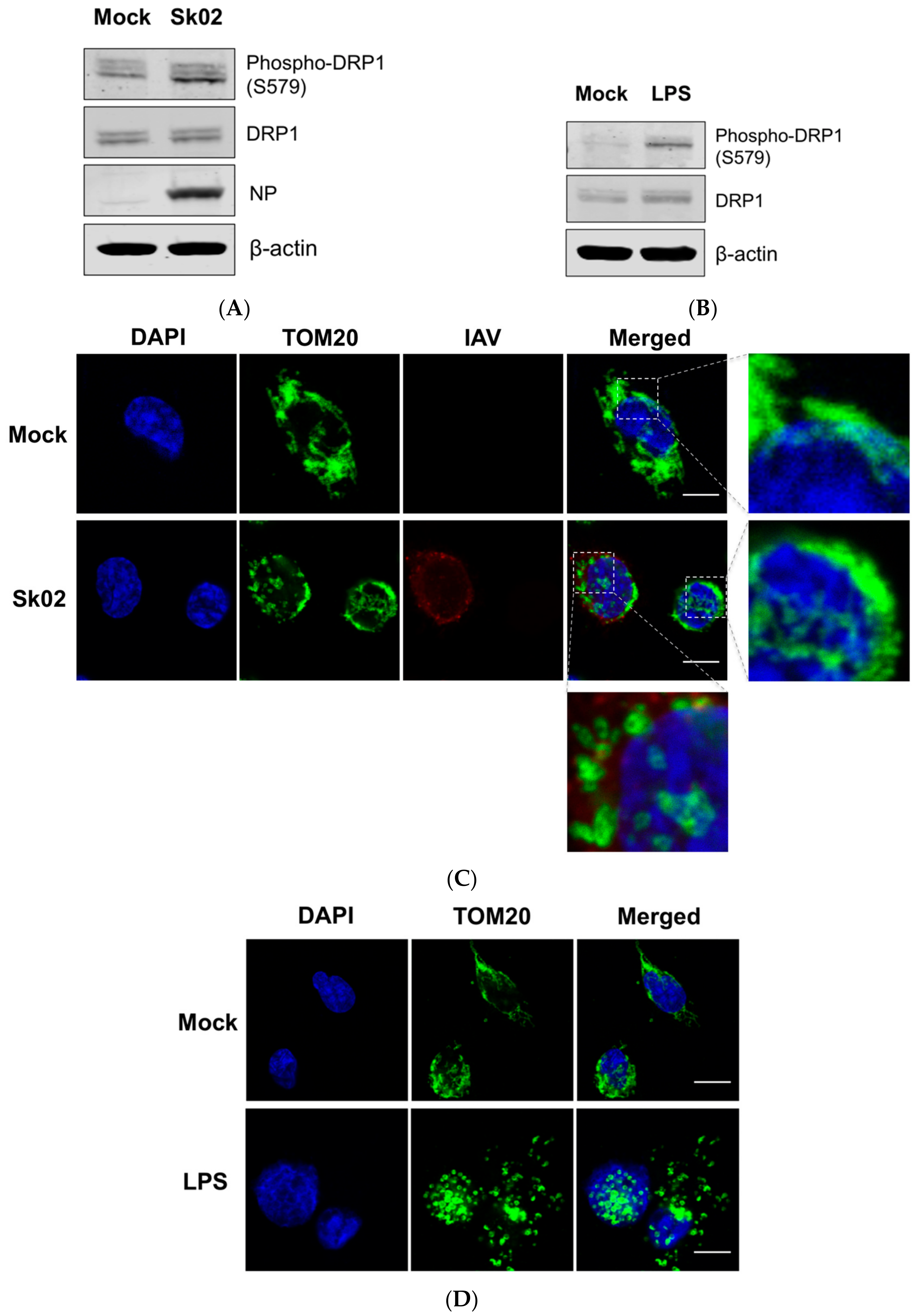Viruses 10 00419 g001