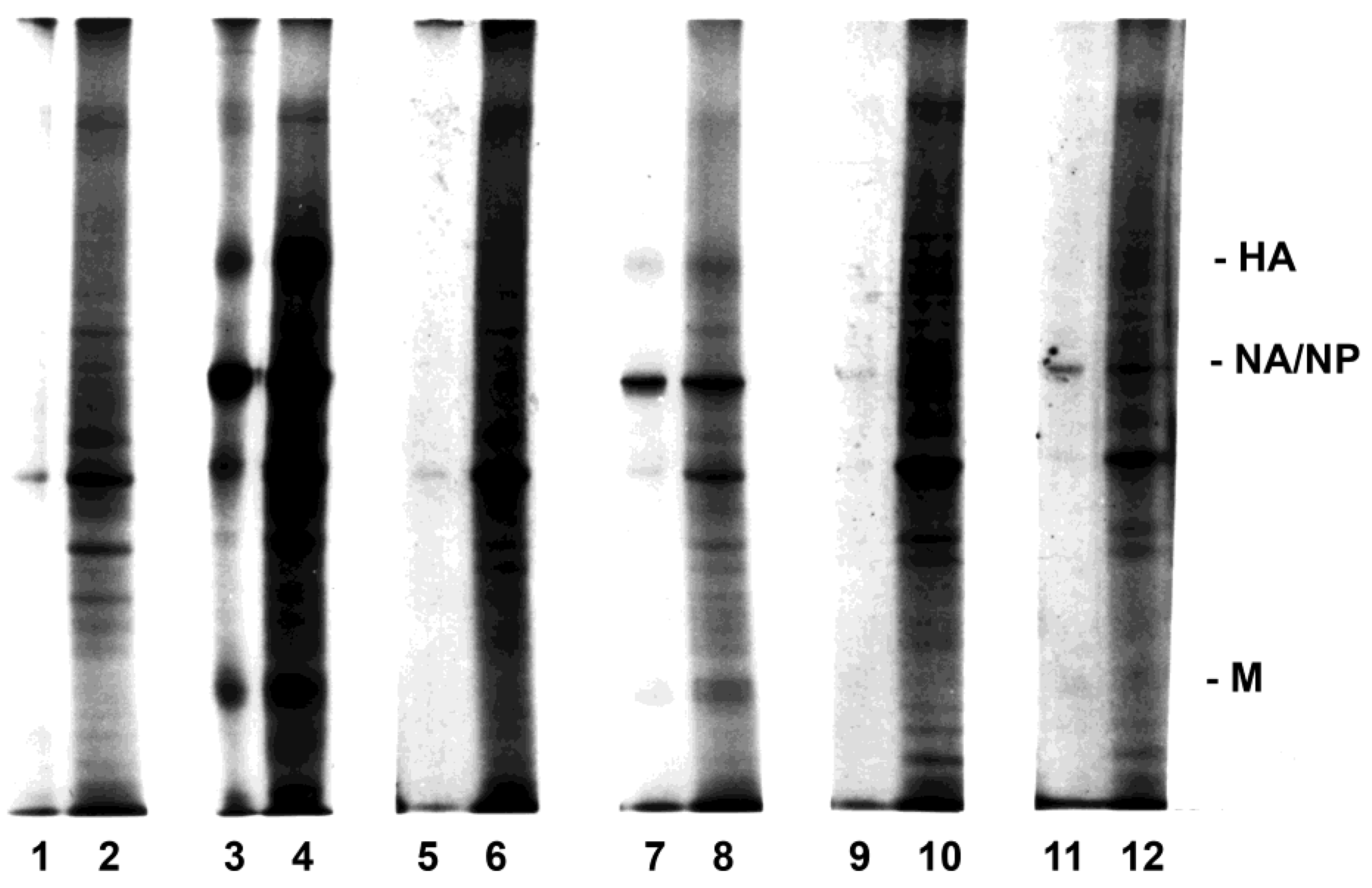 Viruses 10 00420 g002