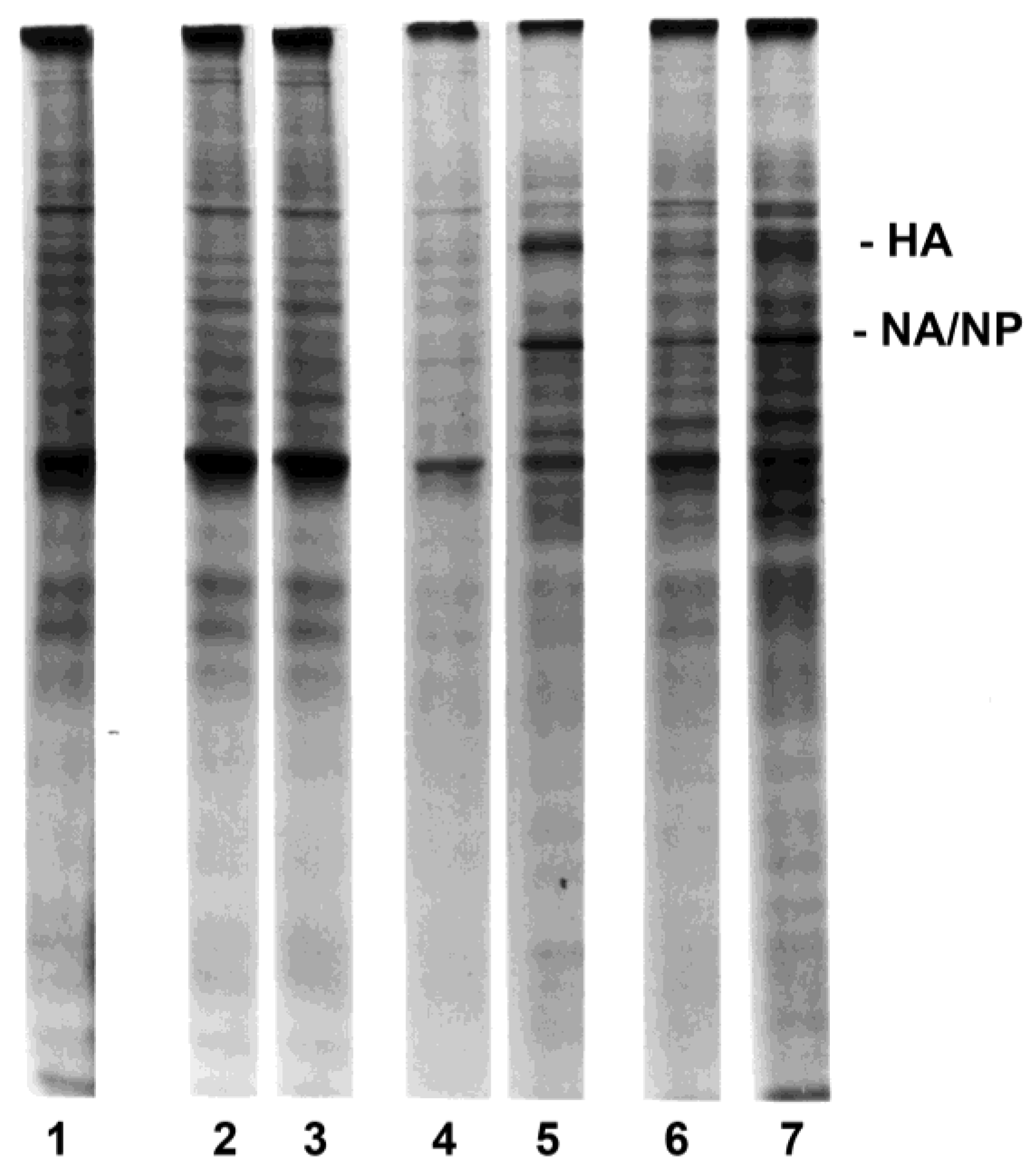 Viruses 10 00420 g005