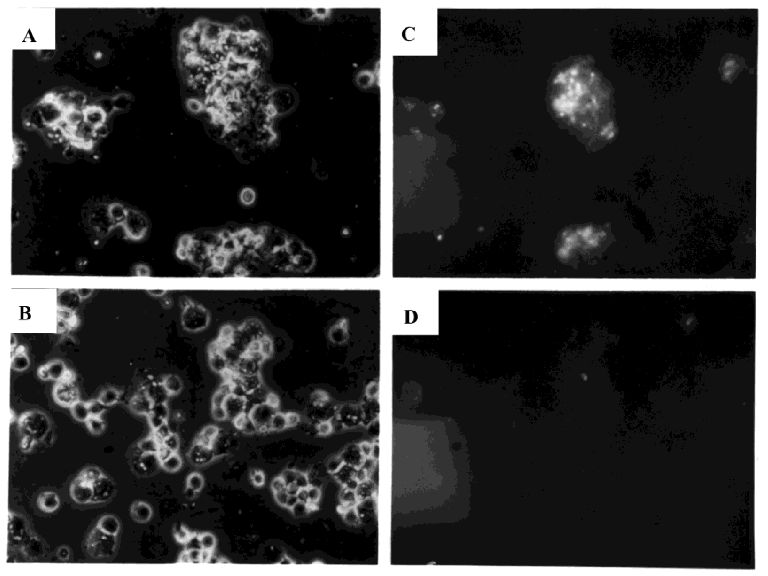 Viruses 10 00420 g007