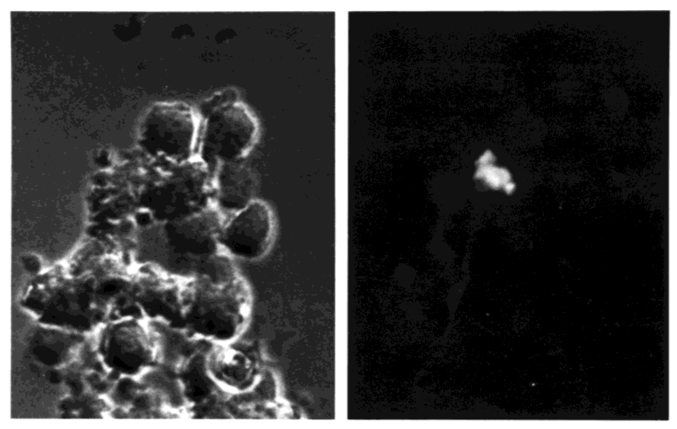 Viruses 10 00420 g009