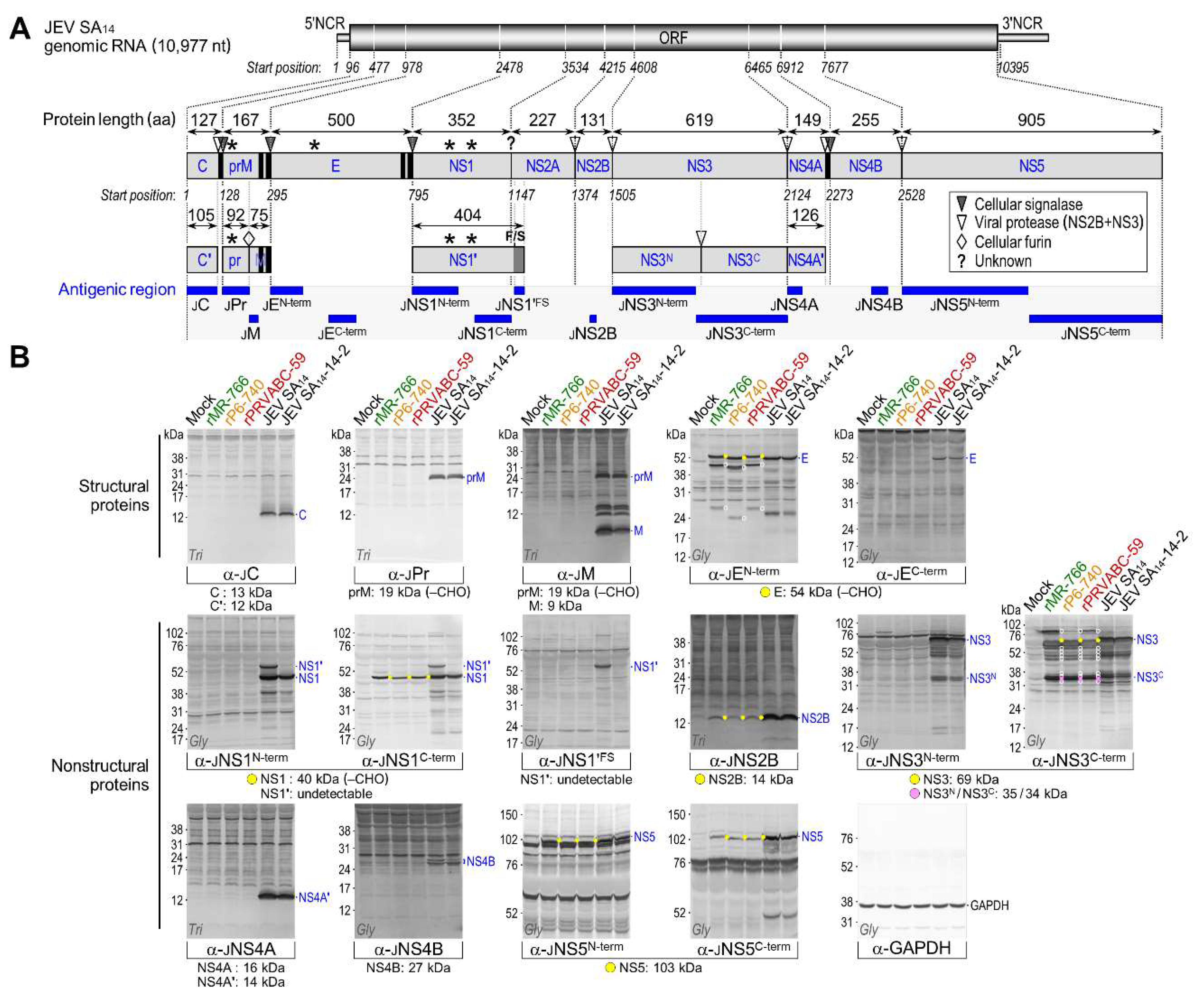 Viruses 10 00422 g005