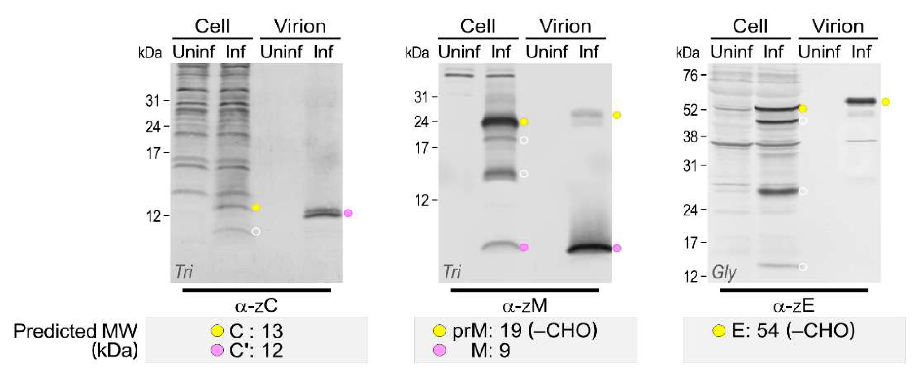 Viruses 10 00422 g007