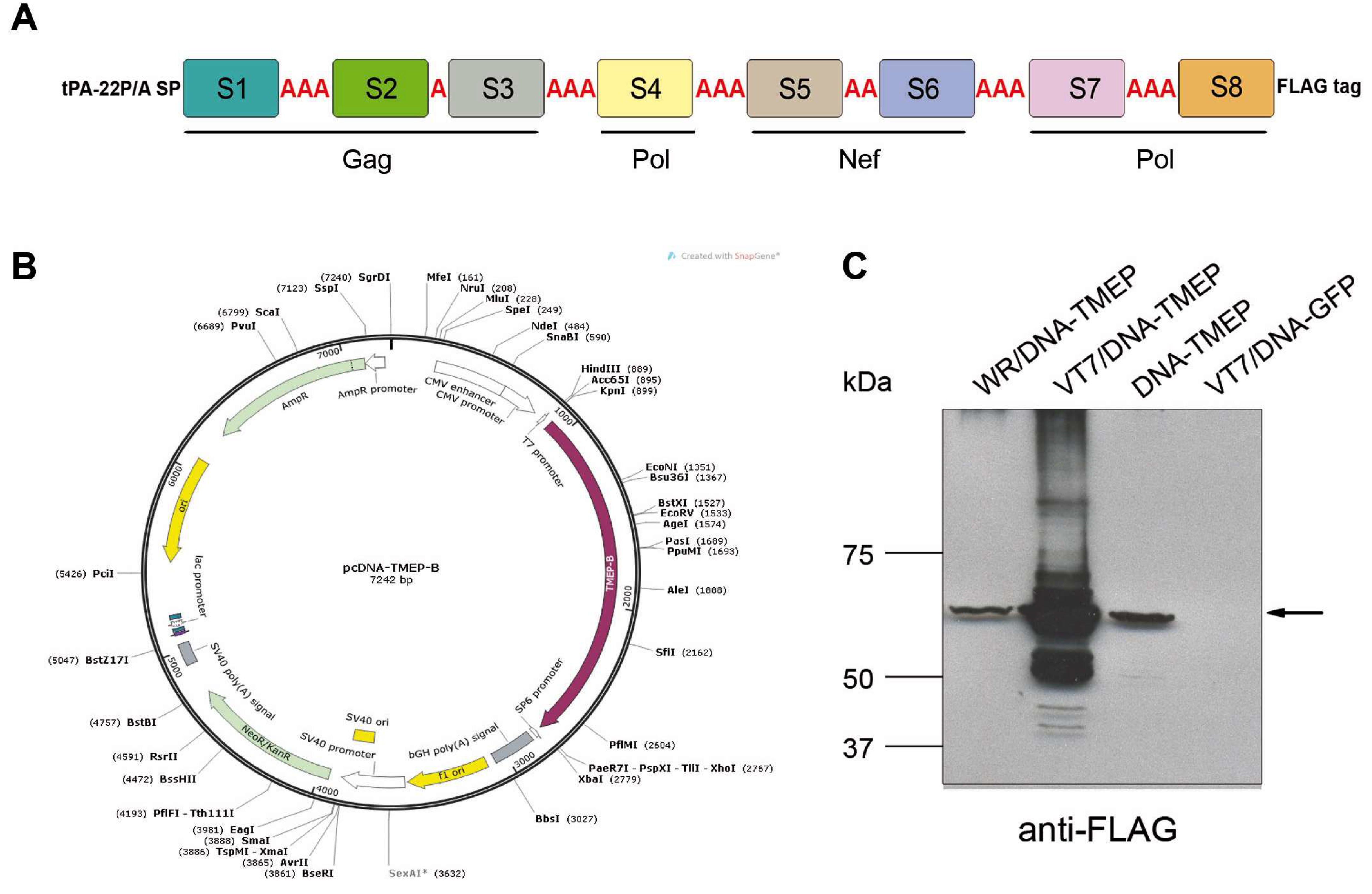 Viruses 10 00424 g001