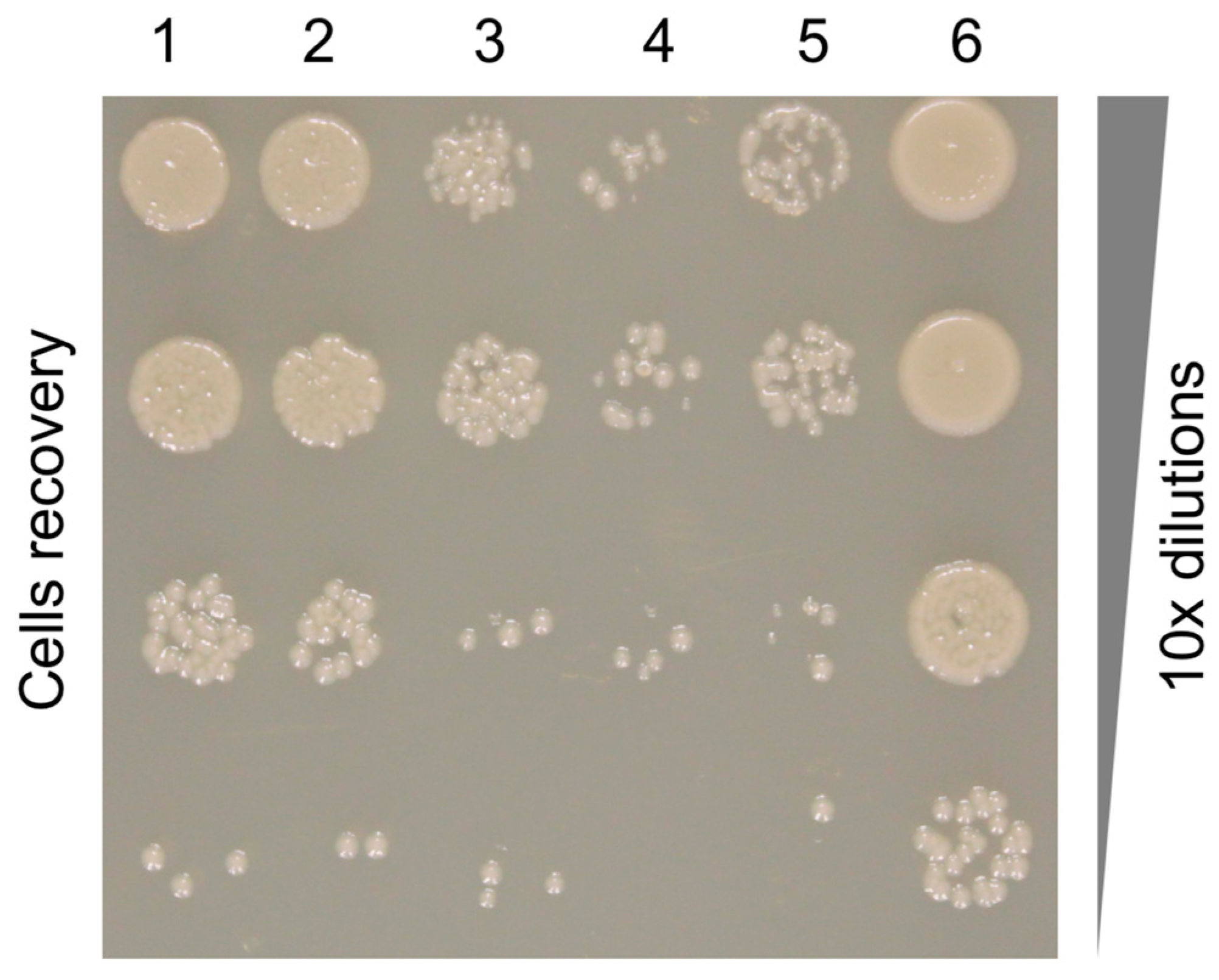 Viruses 10 00427 g007