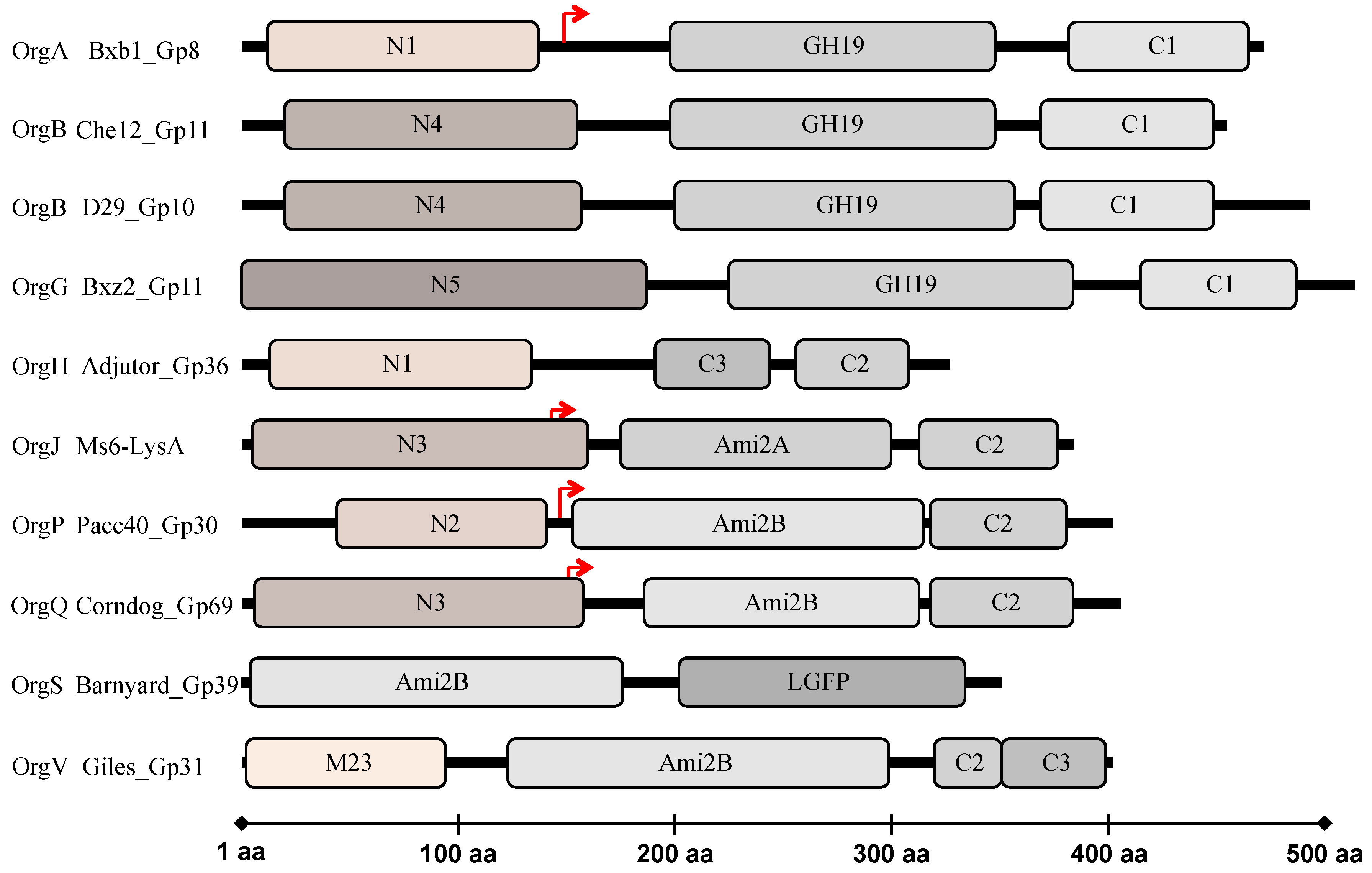 Viruses 10 00428 g002