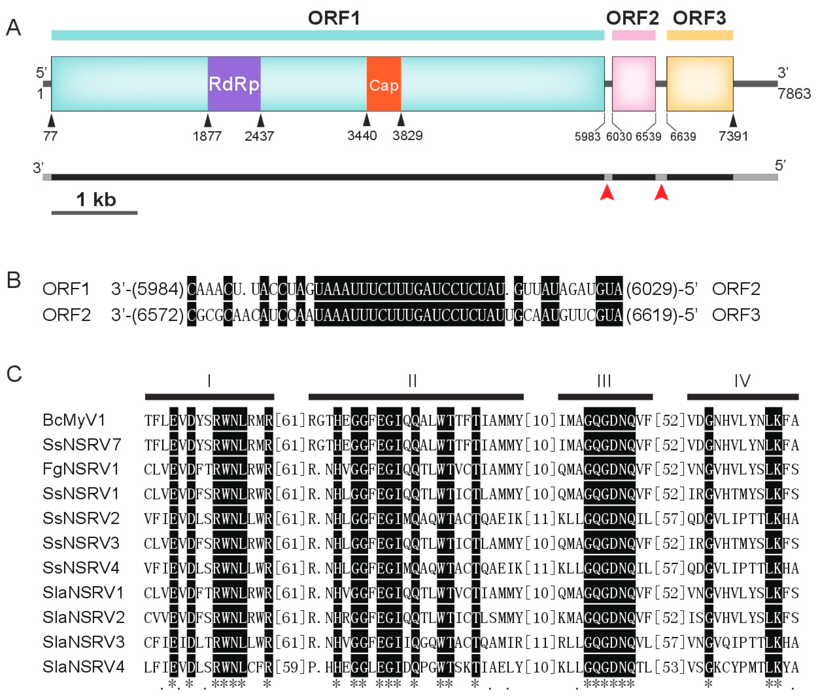 Viruses 10 00432 g002
