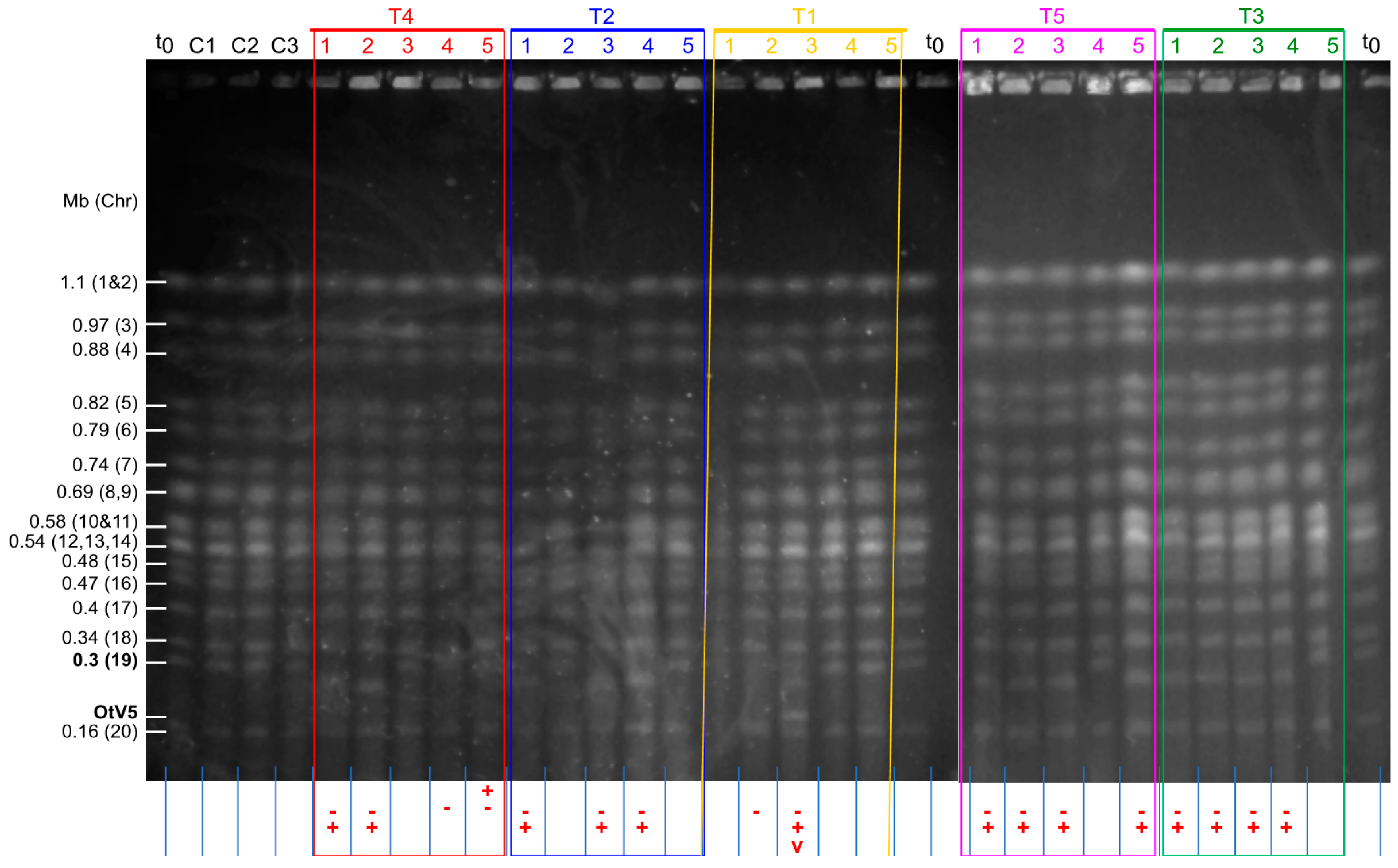 Viruses 10 00441 g003
