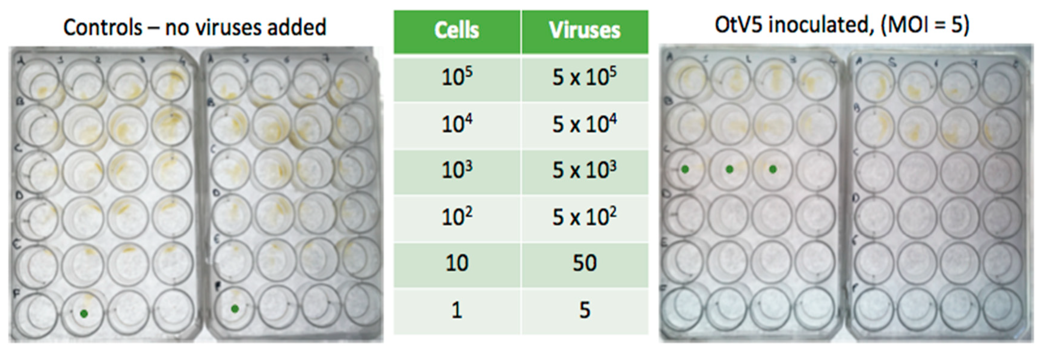 Viruses 10 00441 g004
